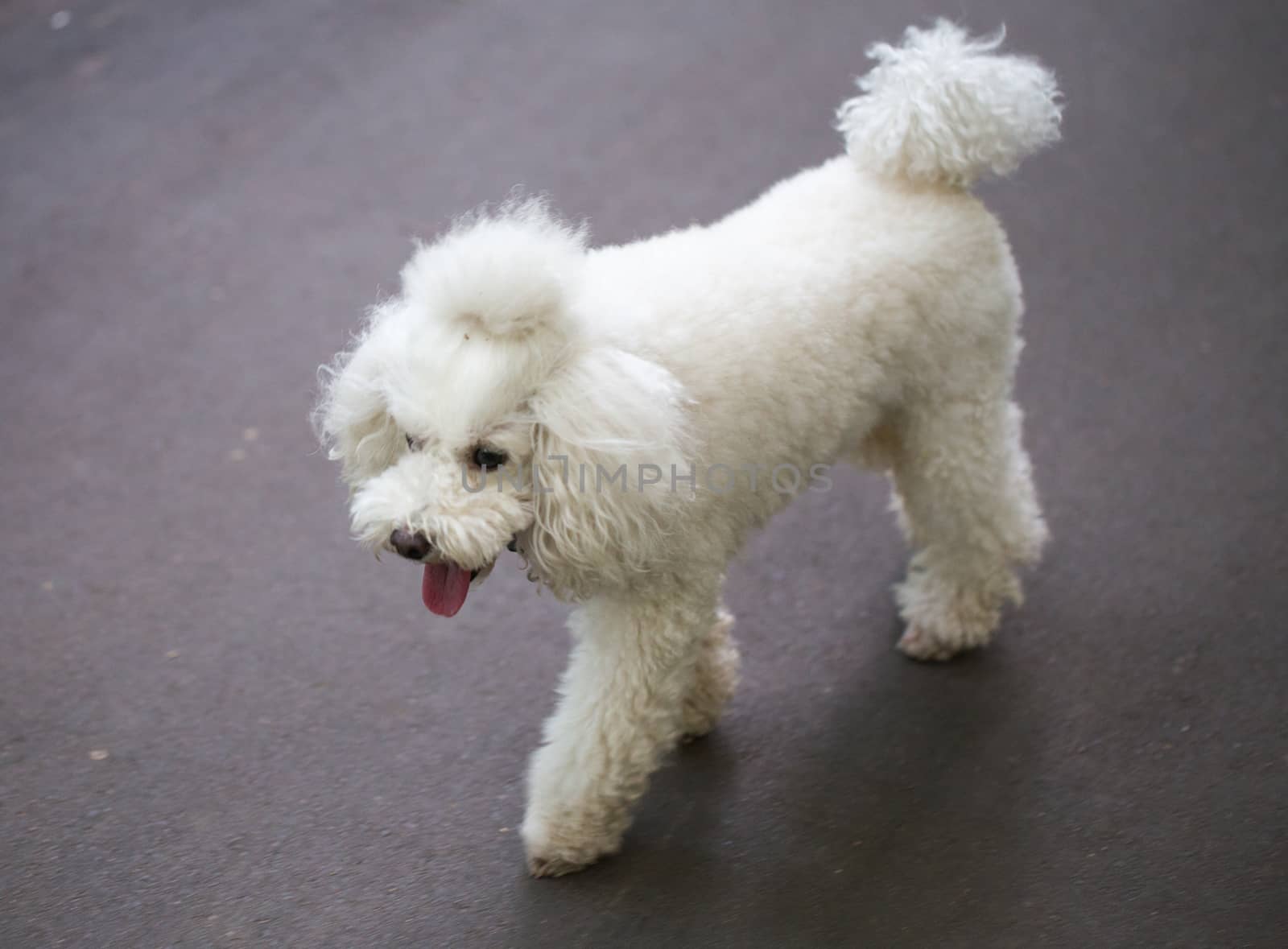 White poodle puppy with a tail on the head by boys1983@mail.ru