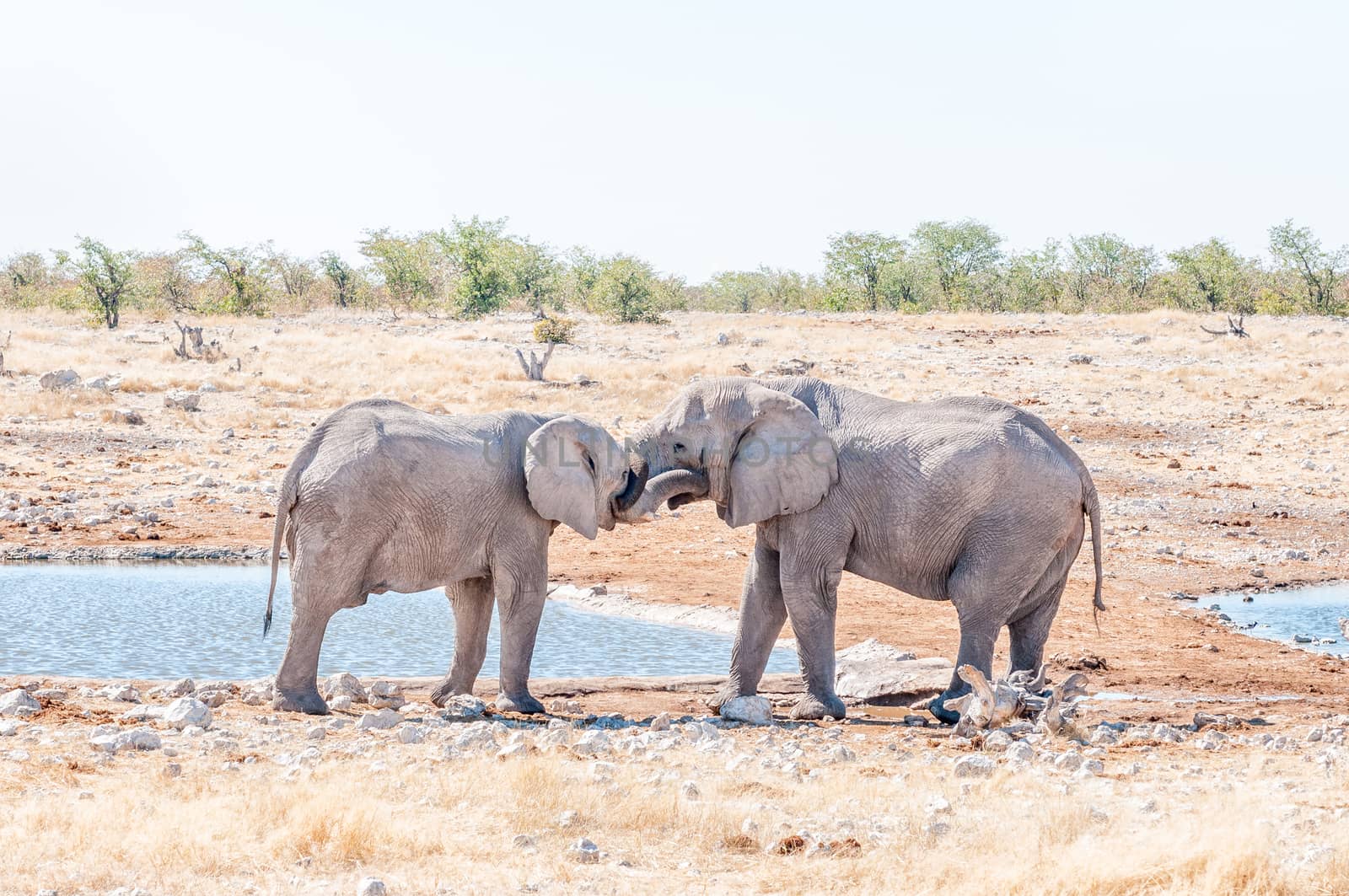 Two young African elephant bulls, Loxodonta africana, in a mock fight at a waterhole in Northern Namibia