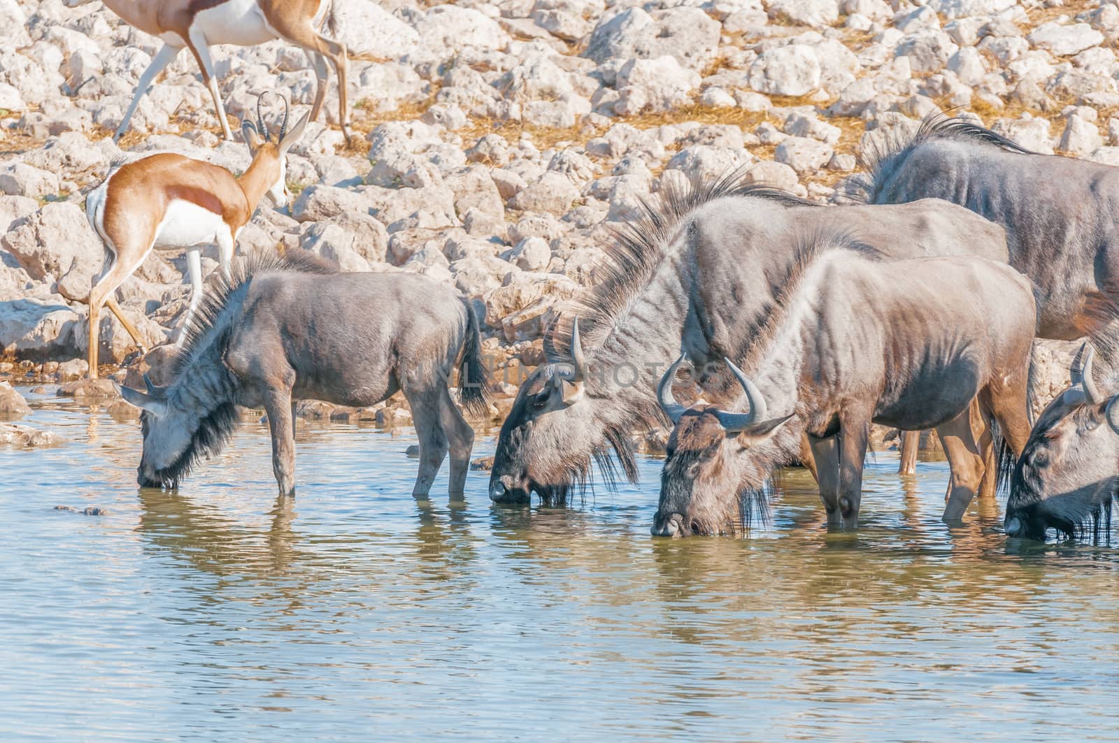 Blue wildebeest, Connochaetes taurinus, also called a white-bearded wildebeest or brindled gnu, drinking water at a waterhole in Northern Namibia