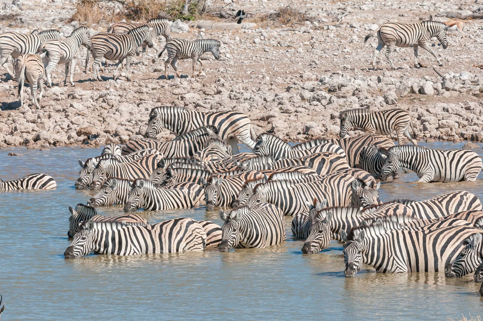 A large herd of Burchells zebras, Equus quagga burchellii, drinking water at a waterhole in Northern Namibia