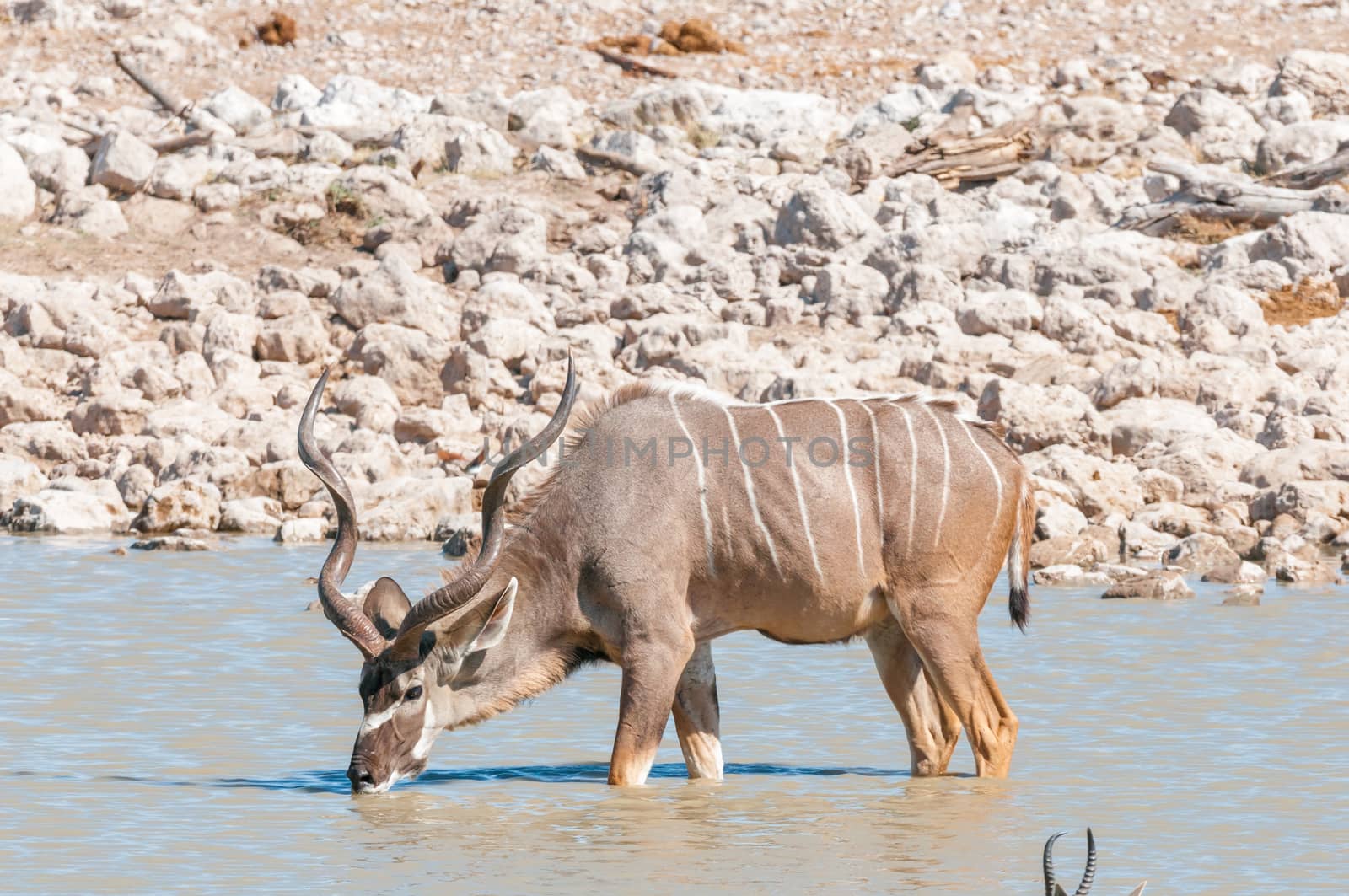 A greater kudu bull, Tragelaphus strepsiceros, drinking water in a waterhole