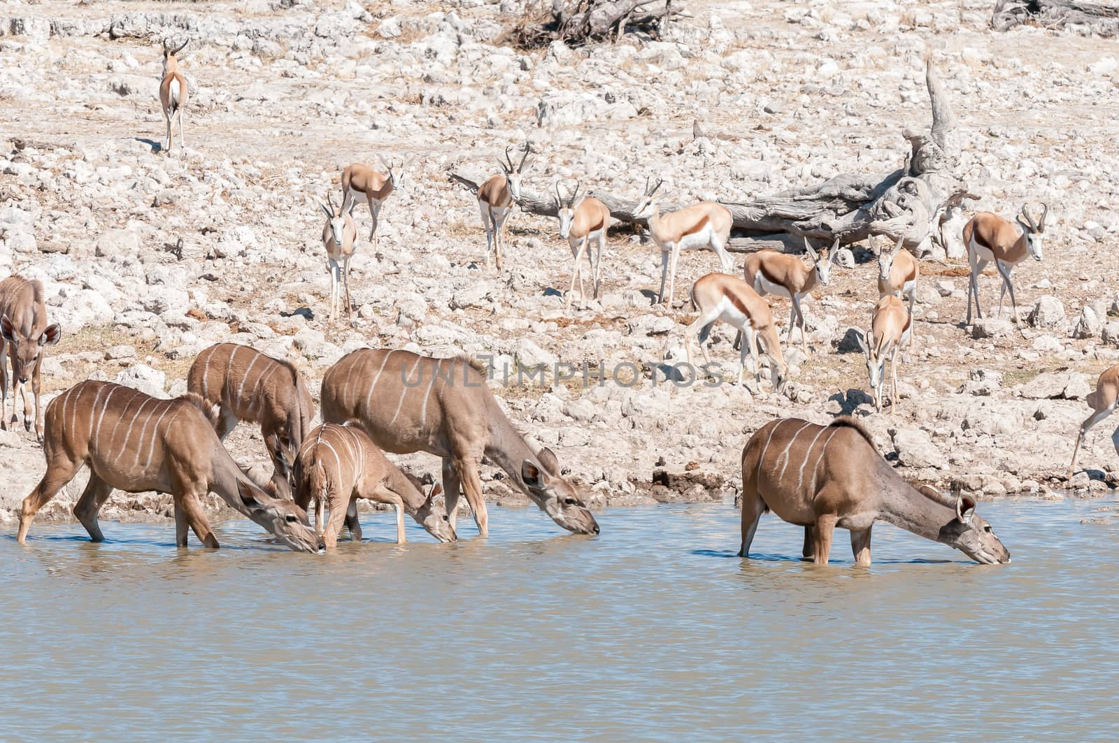 Greater kudu cows and calves, Tragelaphus strepsiceros, drinking water in a waterhole in Northern Namibia