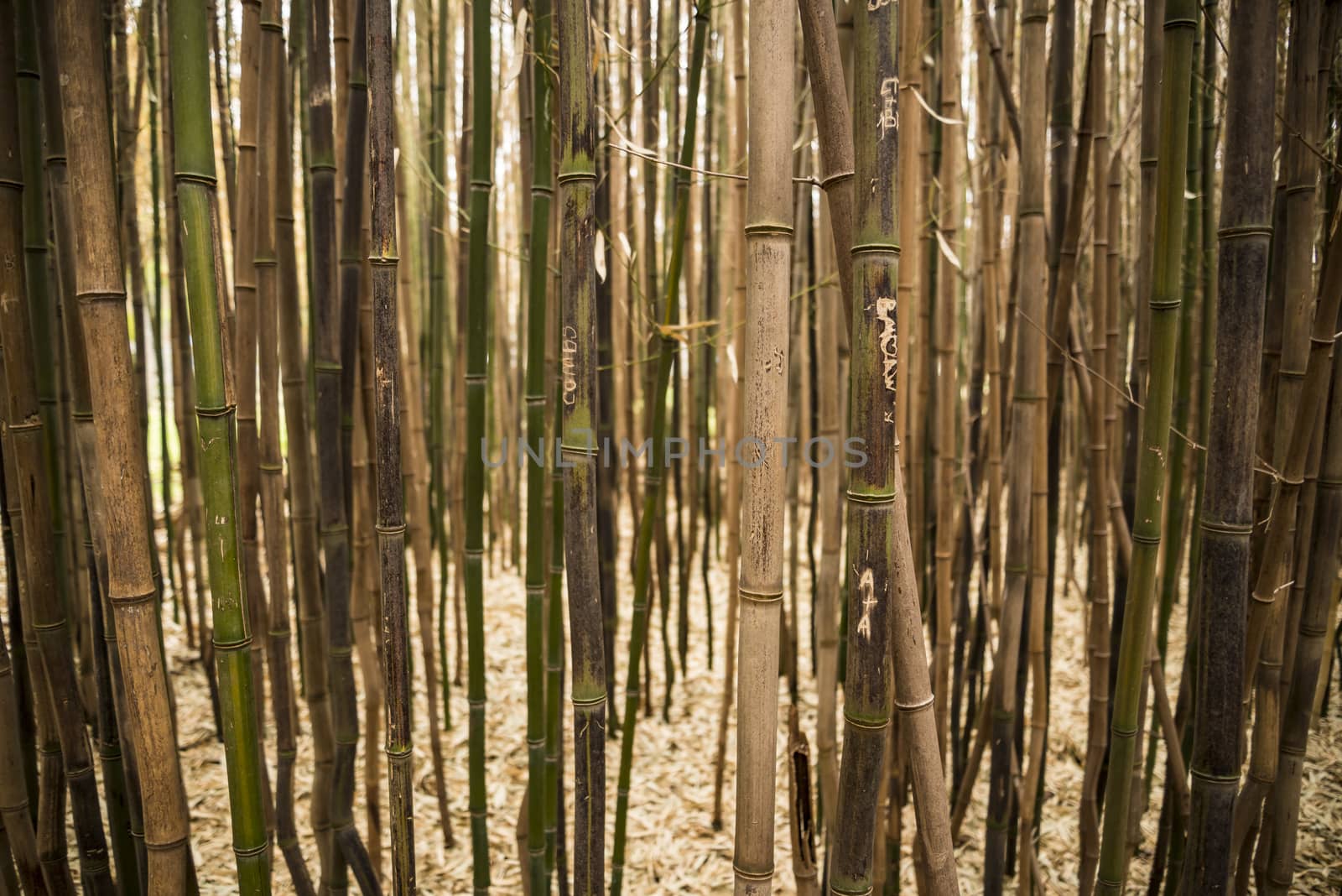 Brown bamboo forest by edella