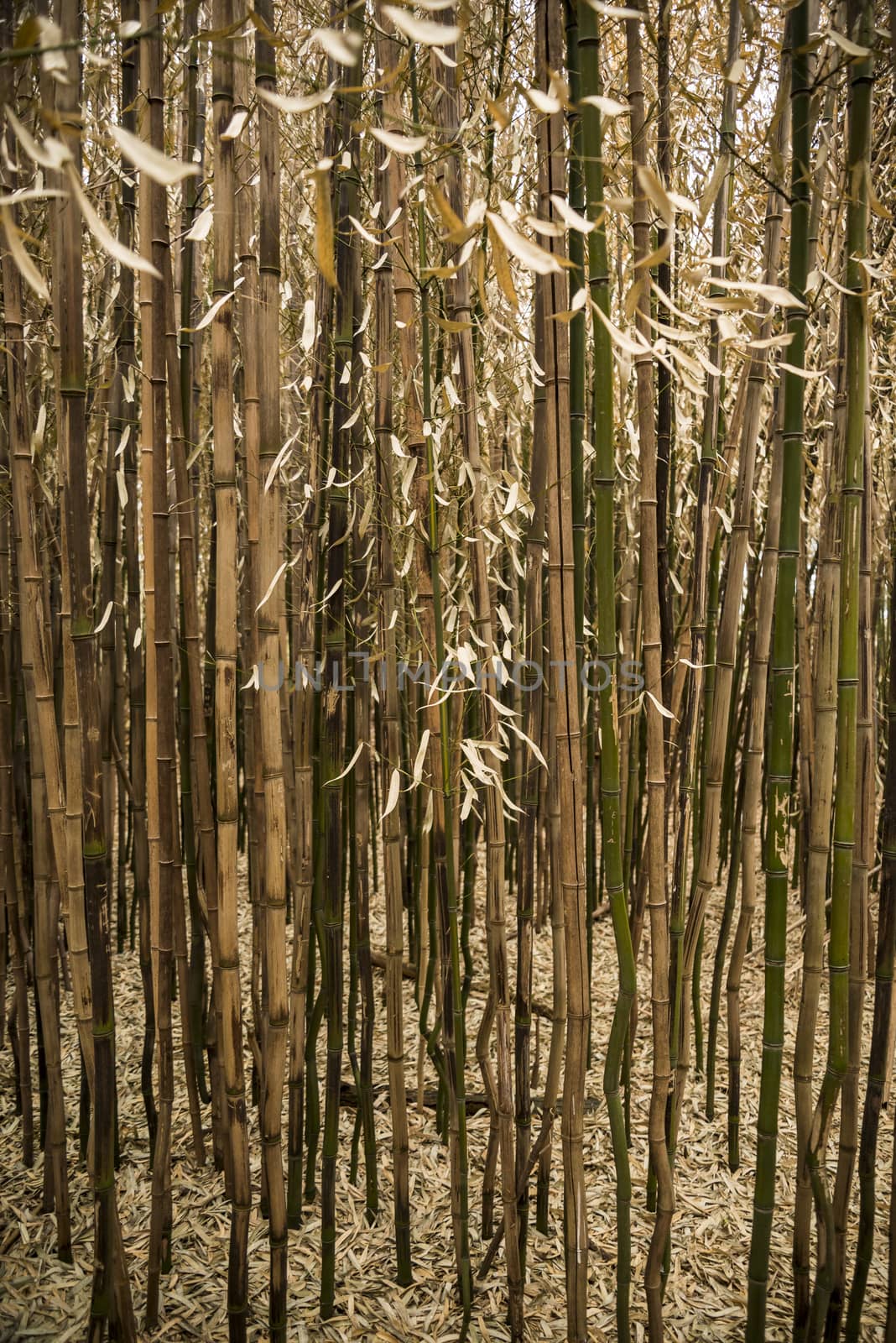 Brown bamboo forest by edella