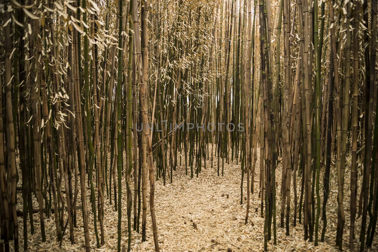 Brown bamboo forest in Rhode Island, USA