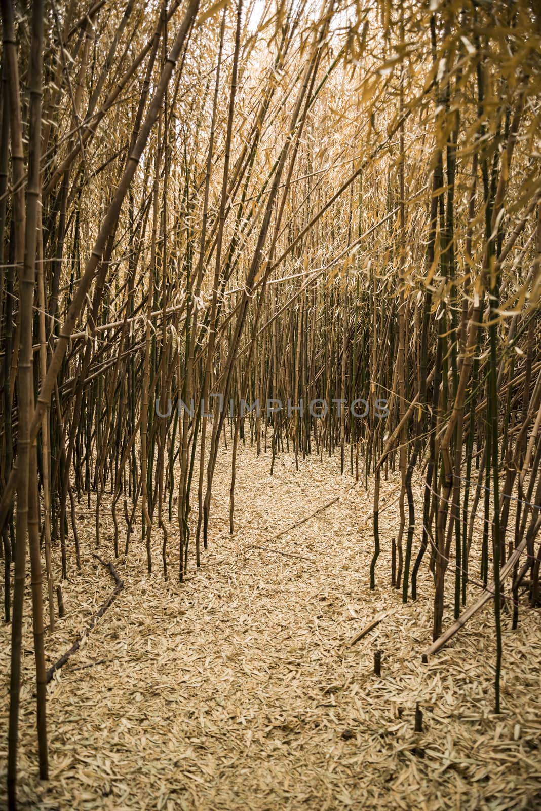 Brown bamboo forest in Rhode Island, USA