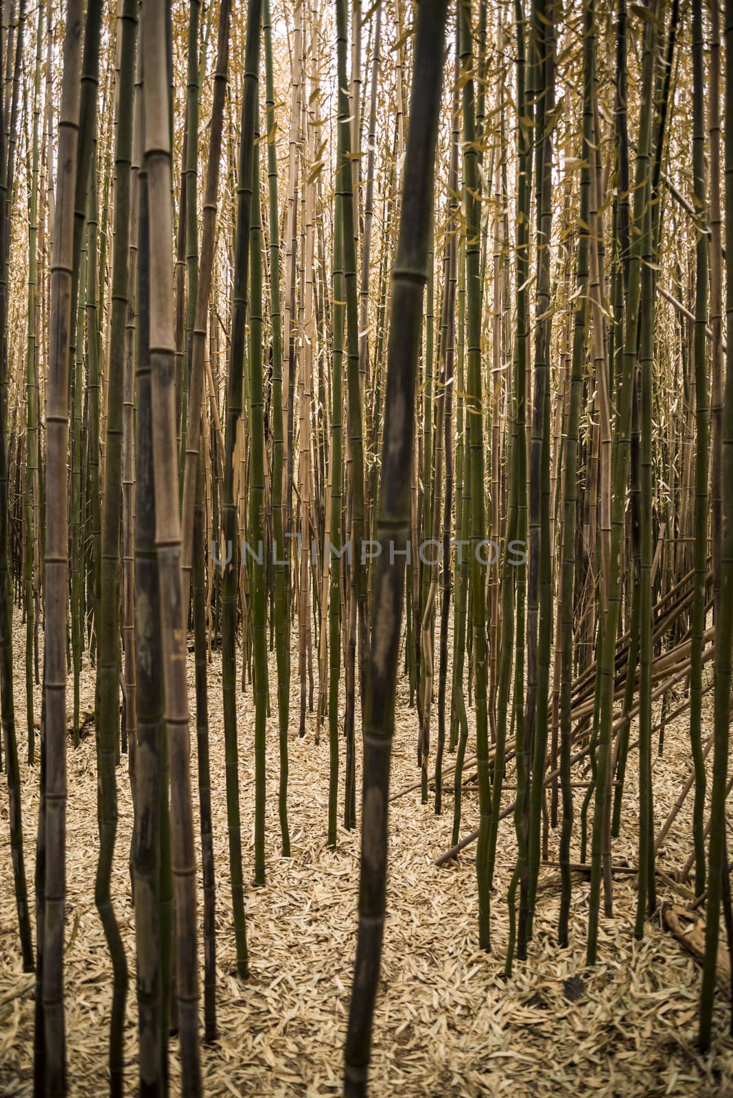 Brown bamboo forest by edella