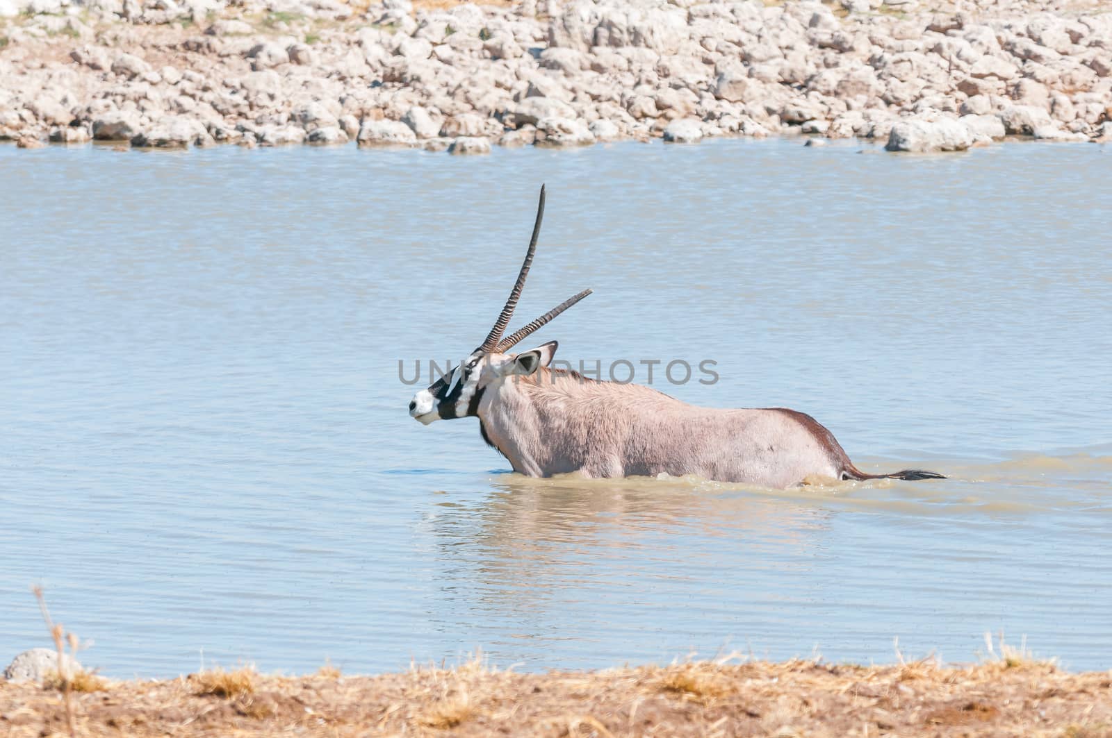 An oryx, also called gemsbok, with a broken horn, in a waterhole in Northern Namibia