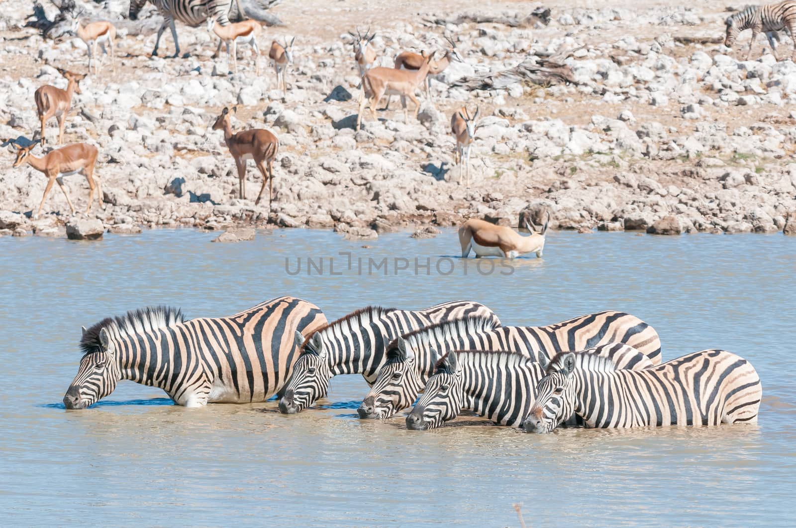 Burchells zebras, Equus quagga burchellii, drinking water in a waterhole in Northern Namibia