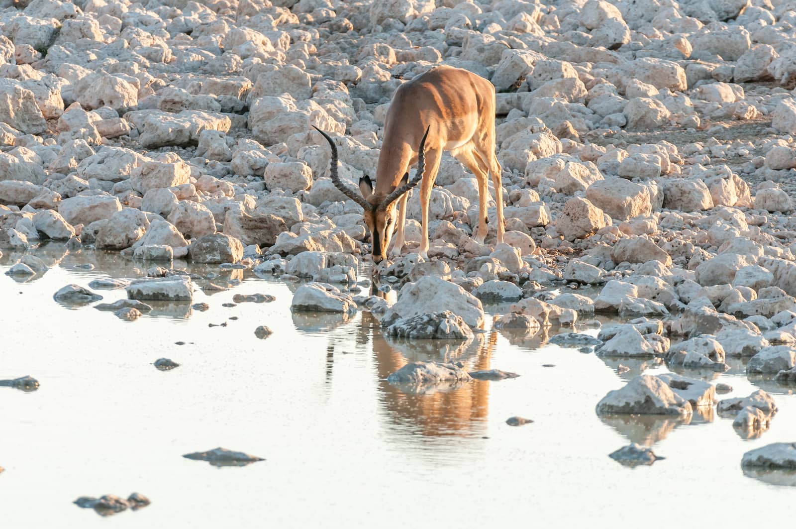 An impala ram, (Aepyceros melampus), drinking water at sunset at a waterhole in Northern Namibia