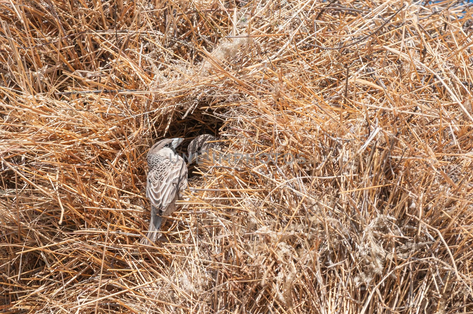 Two sociable weavers, Philetairus socius, in the entrance to a chamber in a community nest in Northern Namibia