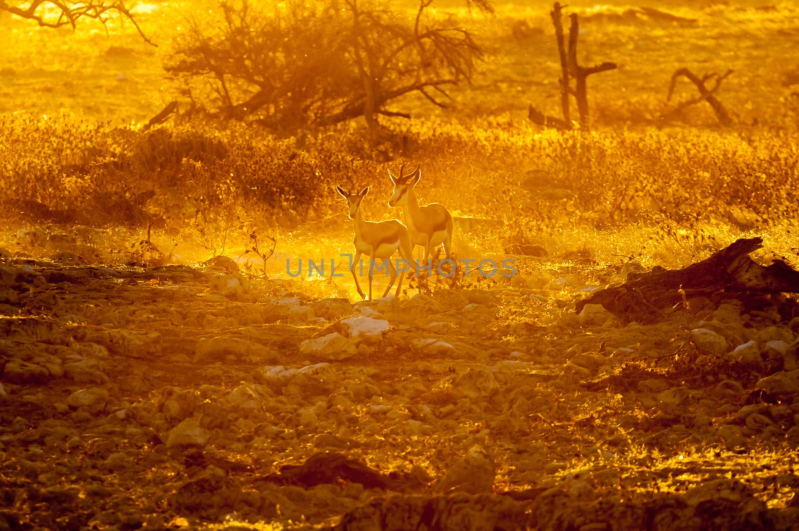 Two springbok (Antidorcas marsupialis), walking in the last rays of the setting sun in Northern Namibia