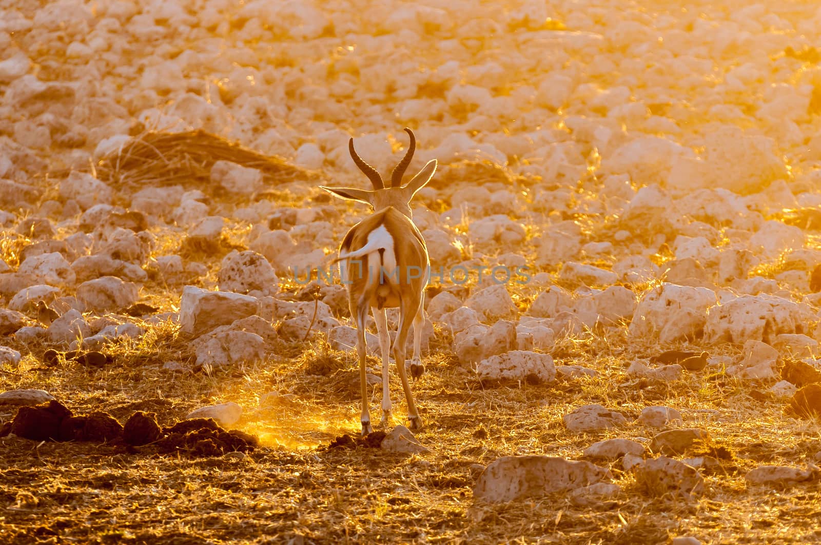 A springbok ram (Antidorcas marsupialis), walking in the last rays of the setting sun in Northern Namibia