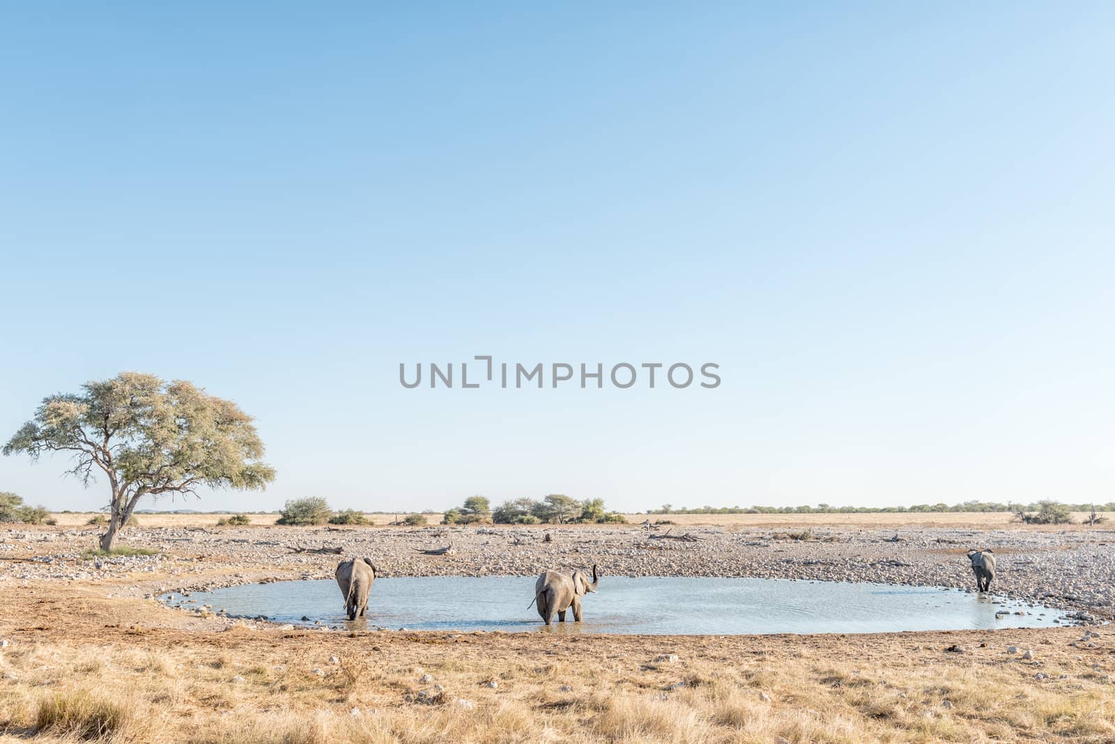 Three African elephants, Loxodonta africana, at a waterhole in Northern Namibia