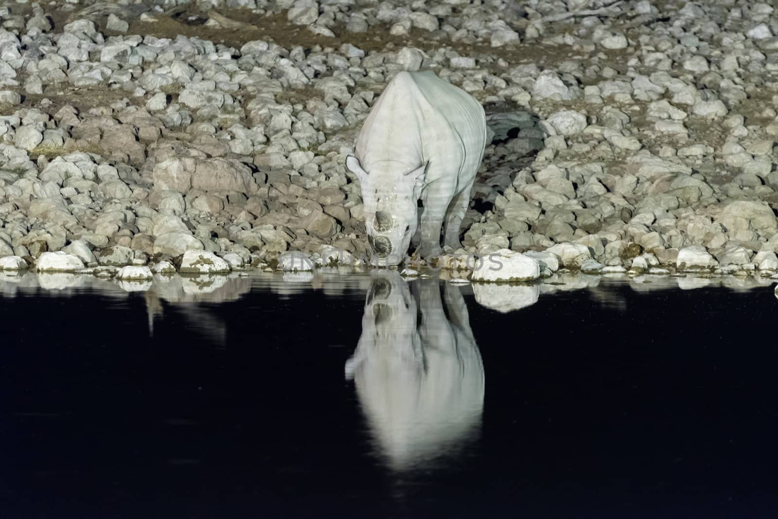 A black rhinoceros, Diceros bicornis, drinking water at an artificially lit waterhole in Northern Namibia after sunset. Its reflection is visible on the water