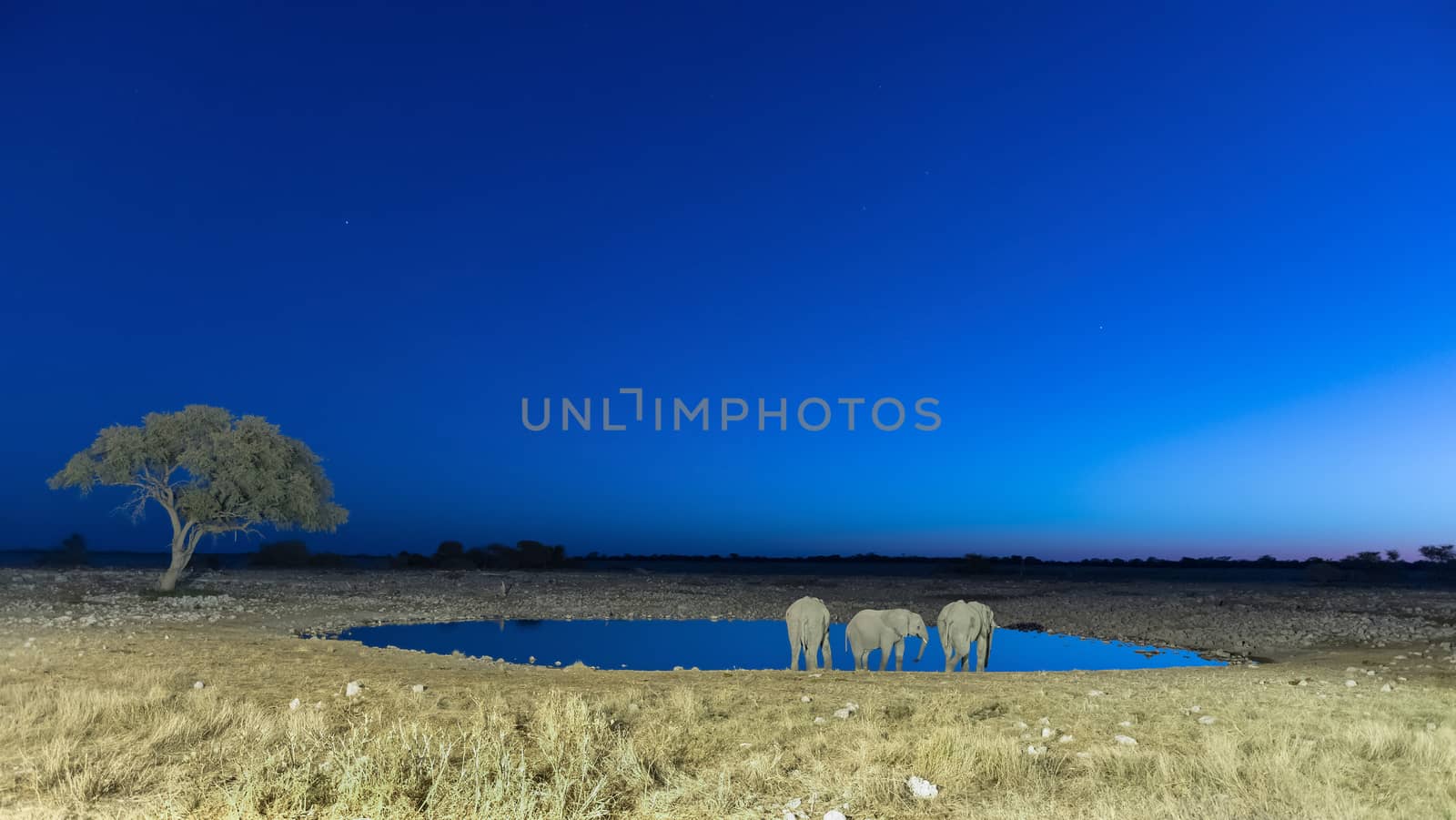 Three African Elephants, Loxodonta africana, drinking water at an artificially lit waterhole in Northern Namibia after sunset