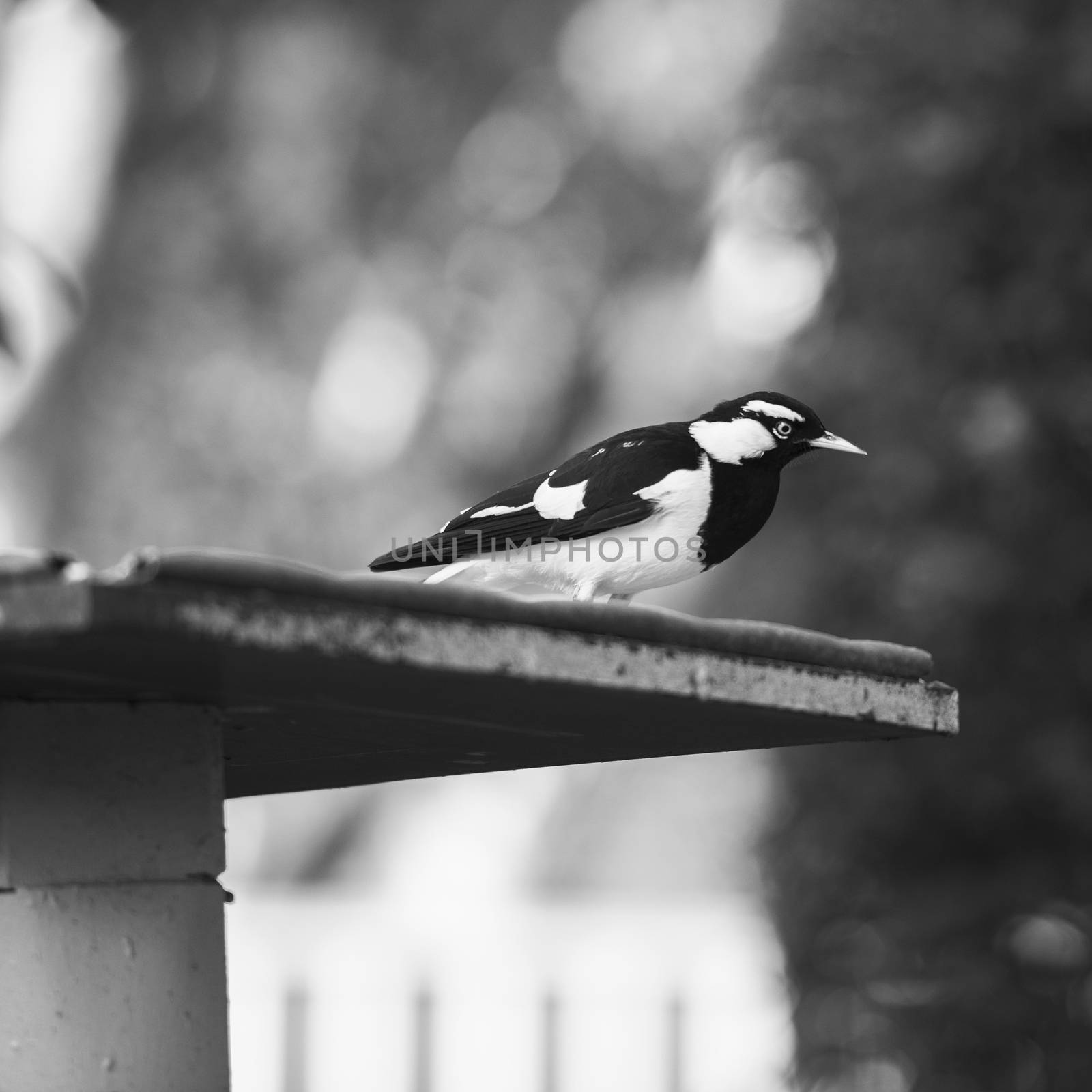 Small Magpie Lark outside in the afternoon by artistrobd