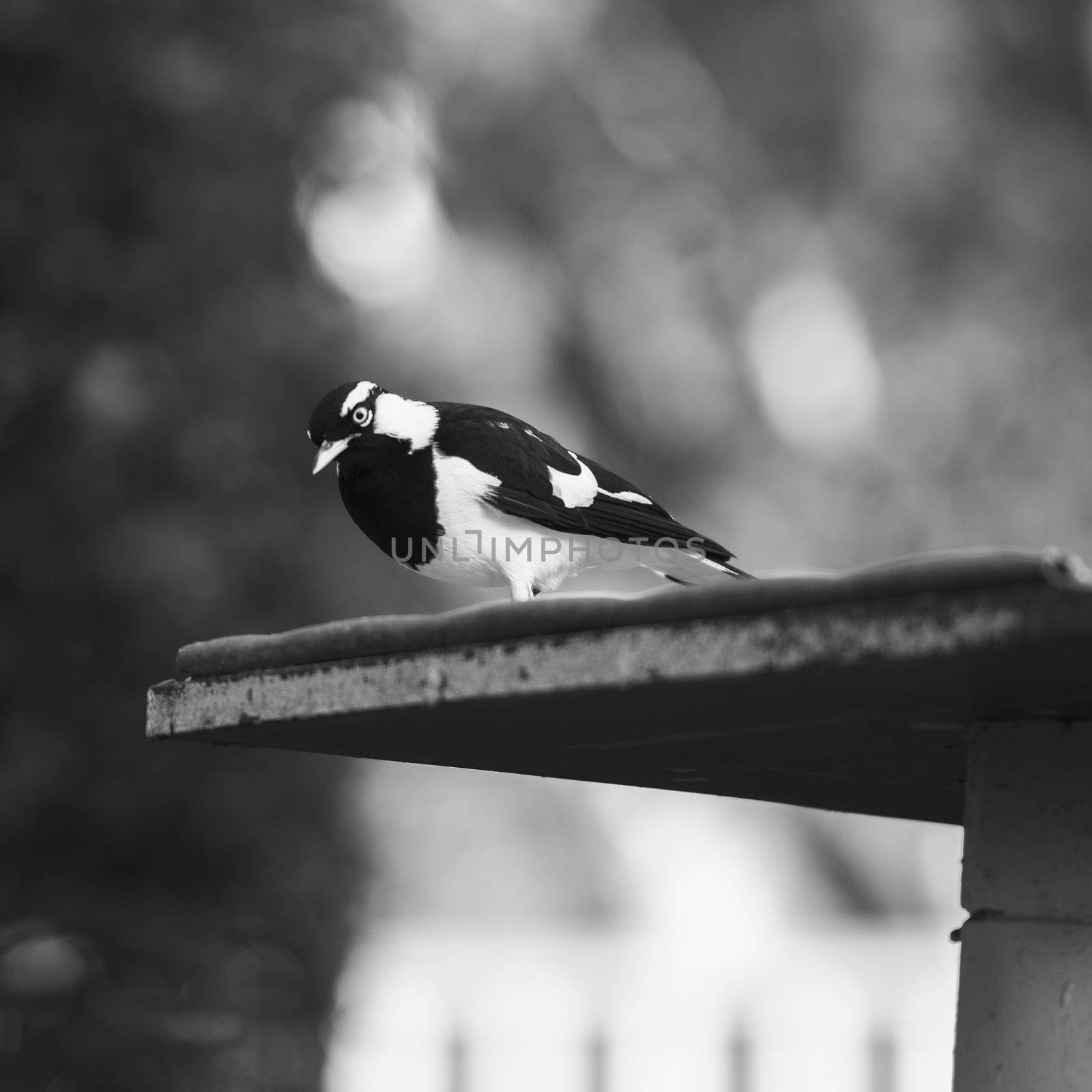 Black and white coloured Magpie Lark outside in the afternoon