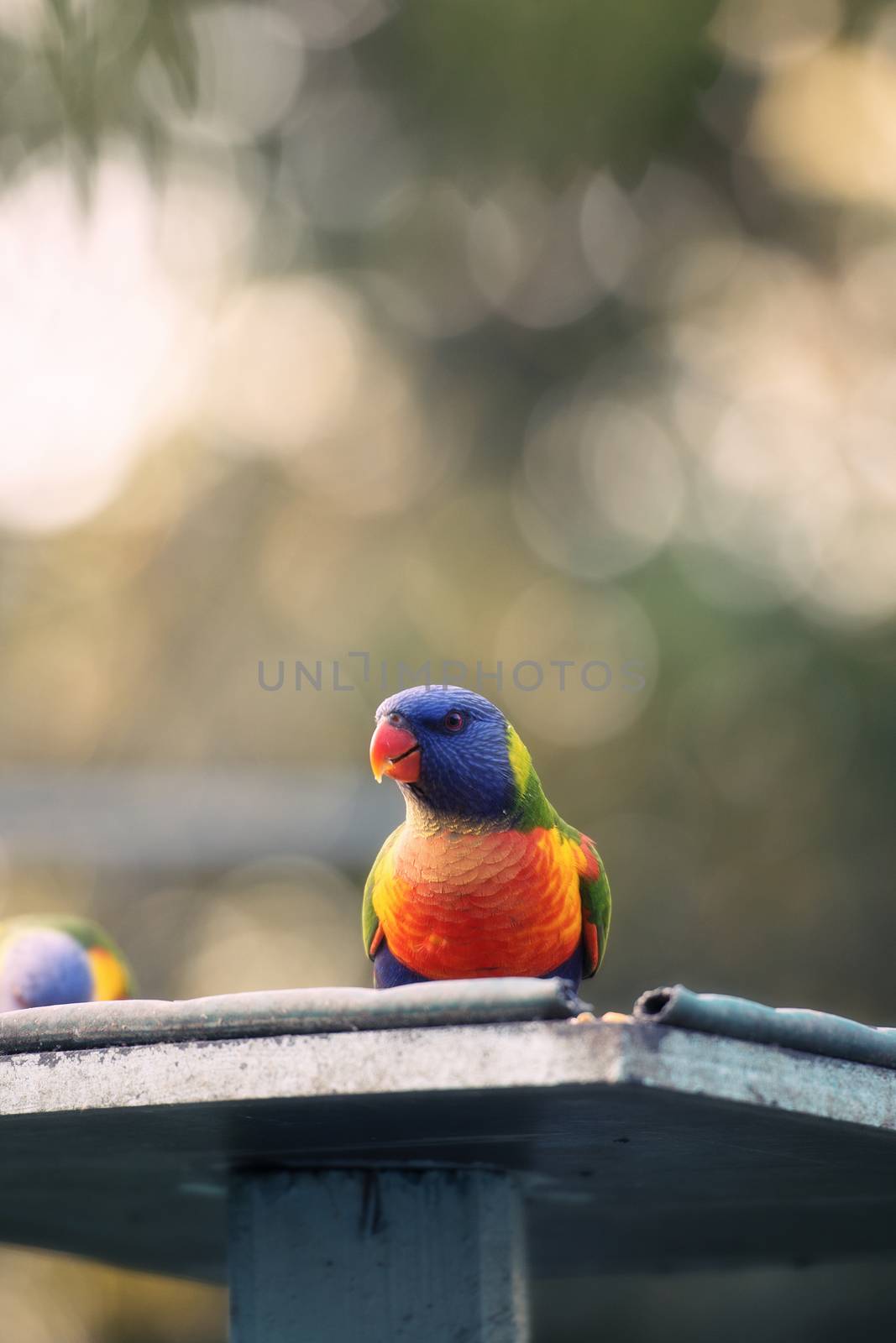 Rainbow lorikeet outside during the day. by artistrobd