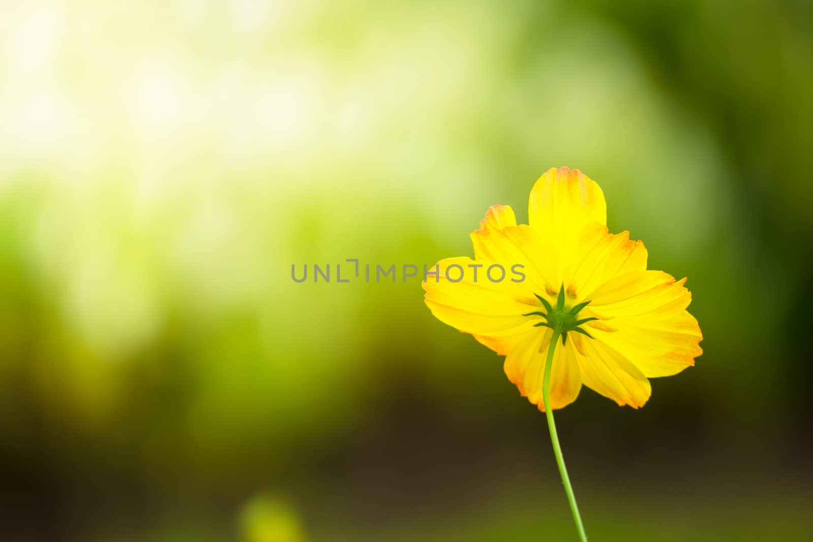 The background image of the colorful flowers, background nature