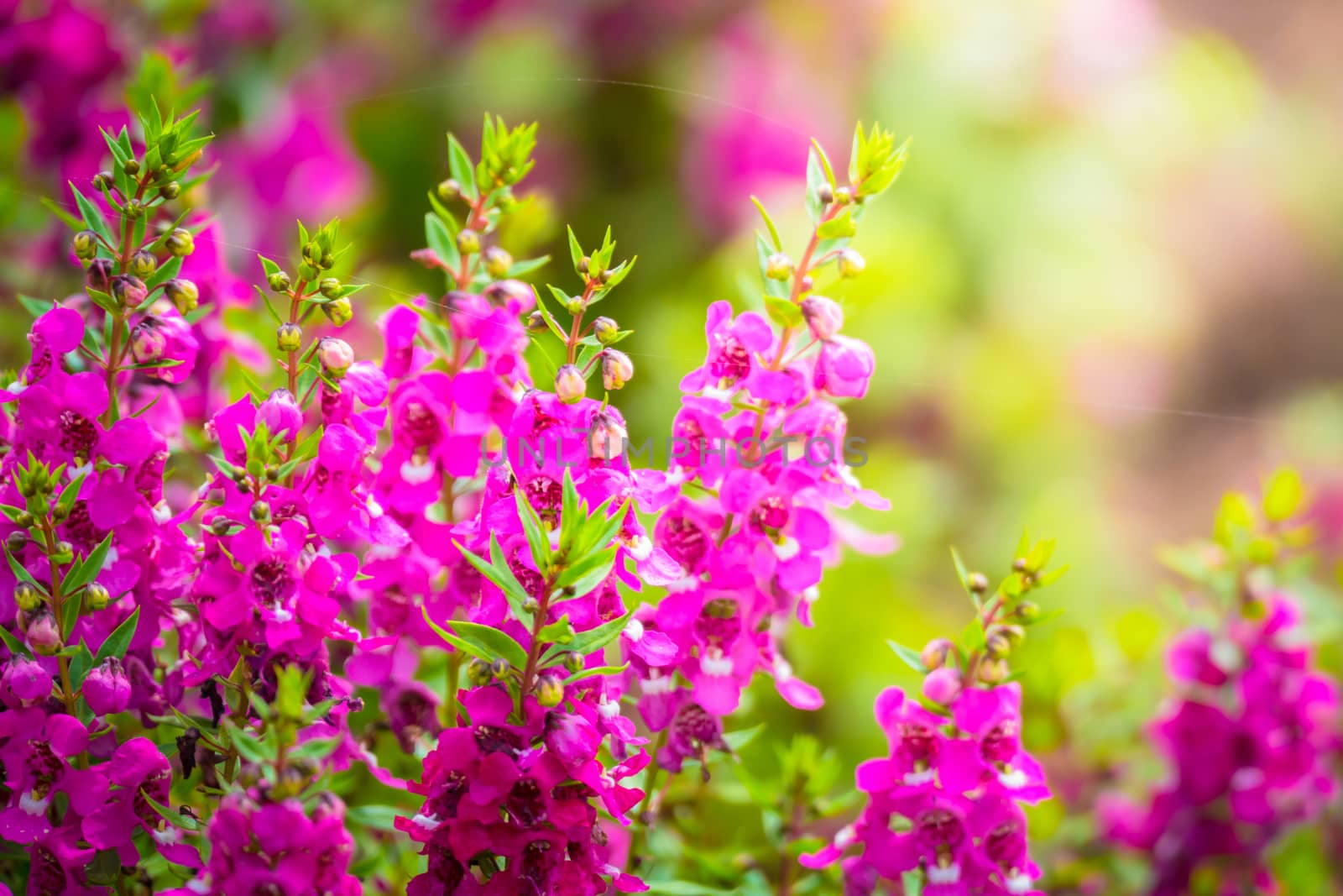 The background image of the colorful flowers, background nature