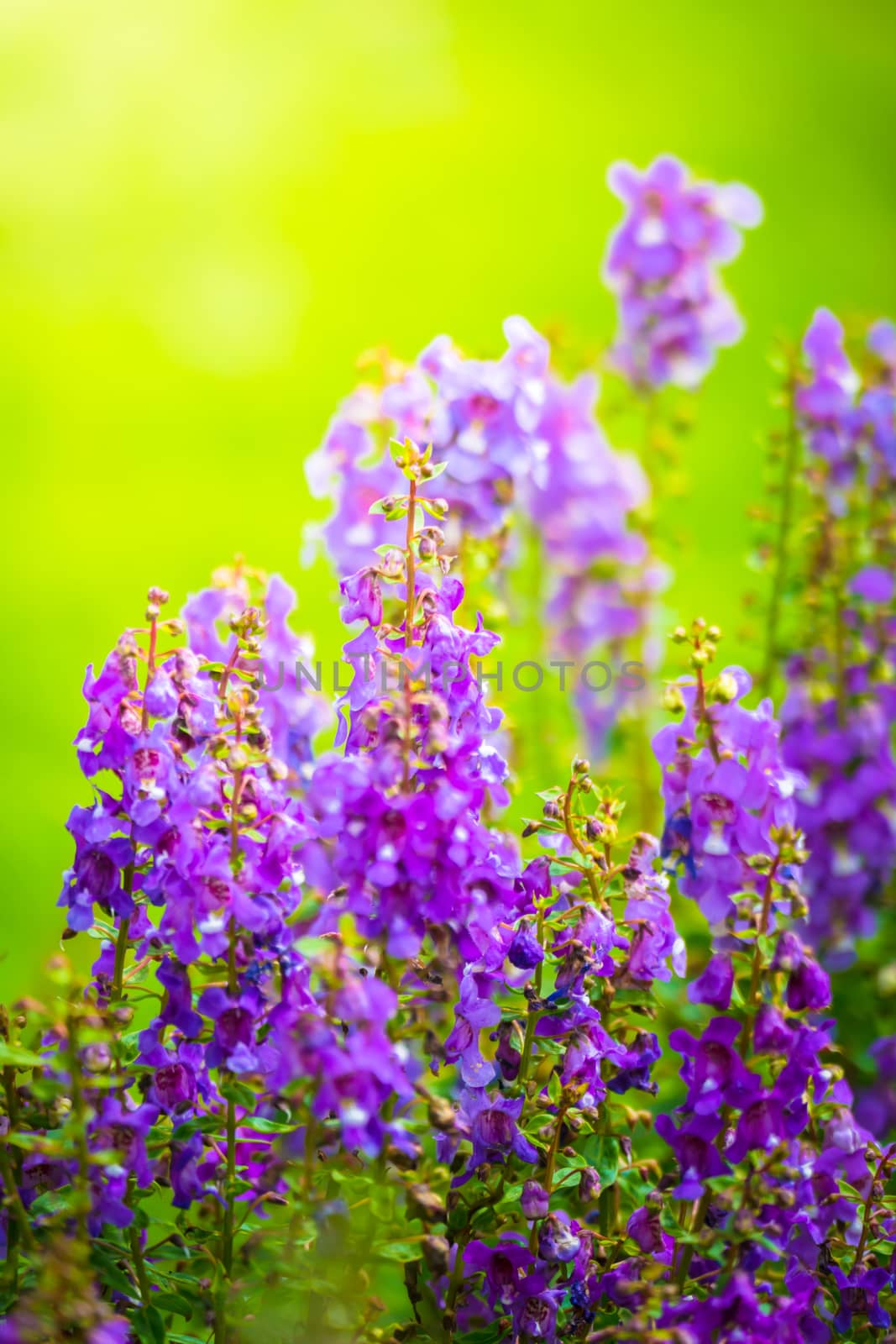 The background image of the colorful flowers, background nature