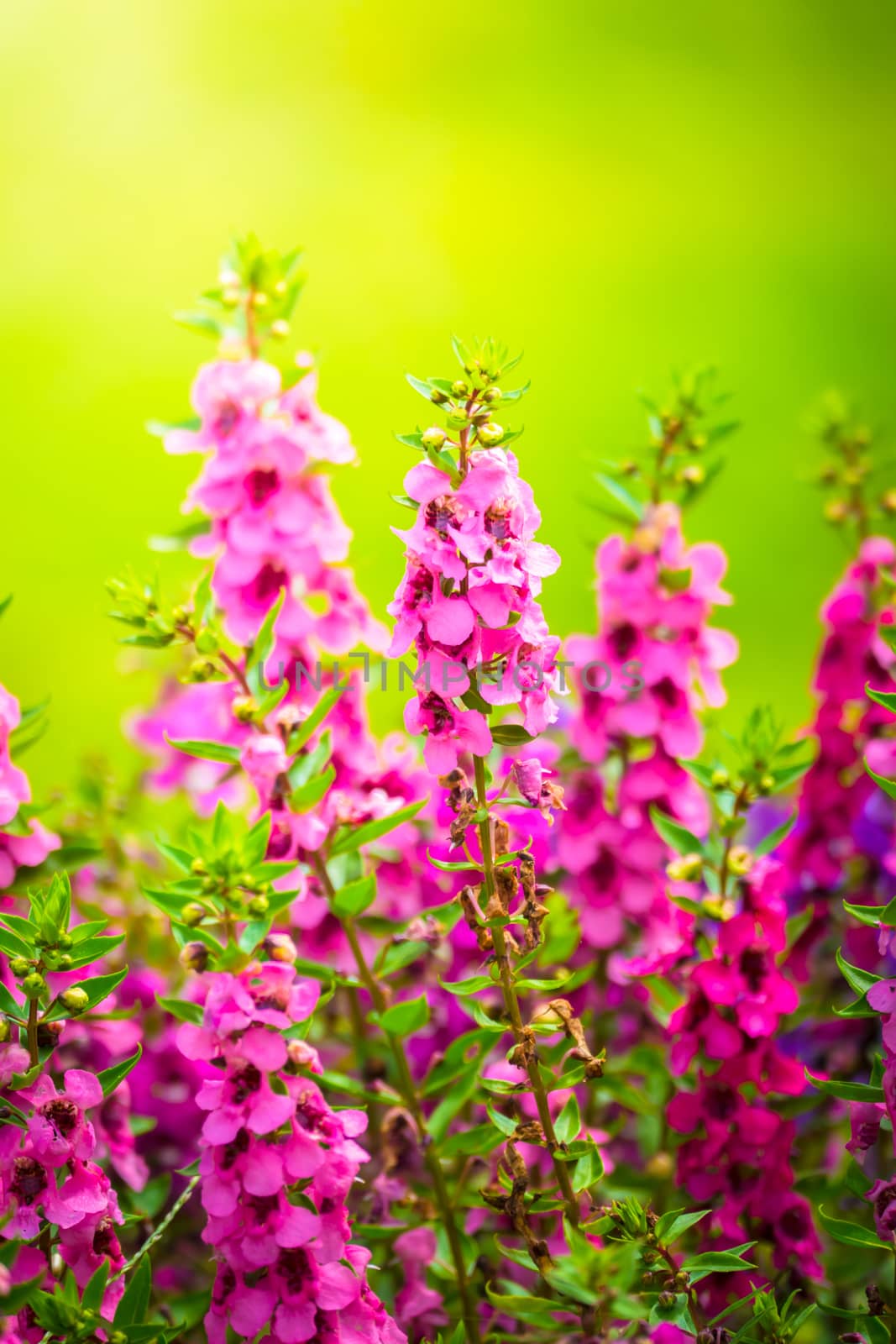 The background image of the colorful flowers, background nature