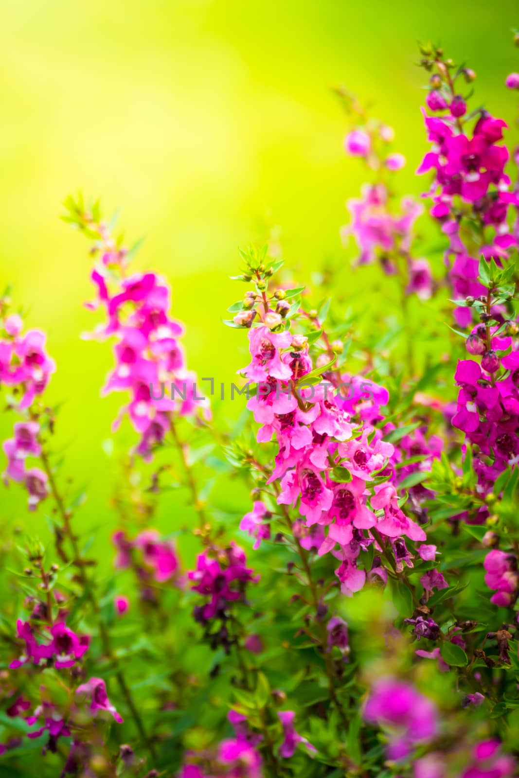 The background image of the colorful flowers, background nature