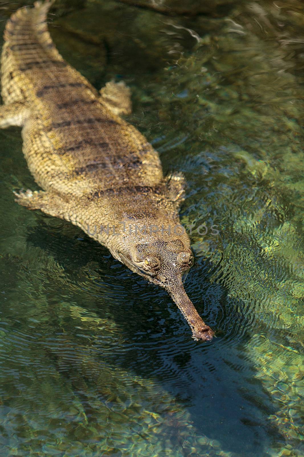 Gharial are found in India and Nepal and are scientifically known as Gavialis gangeticus.