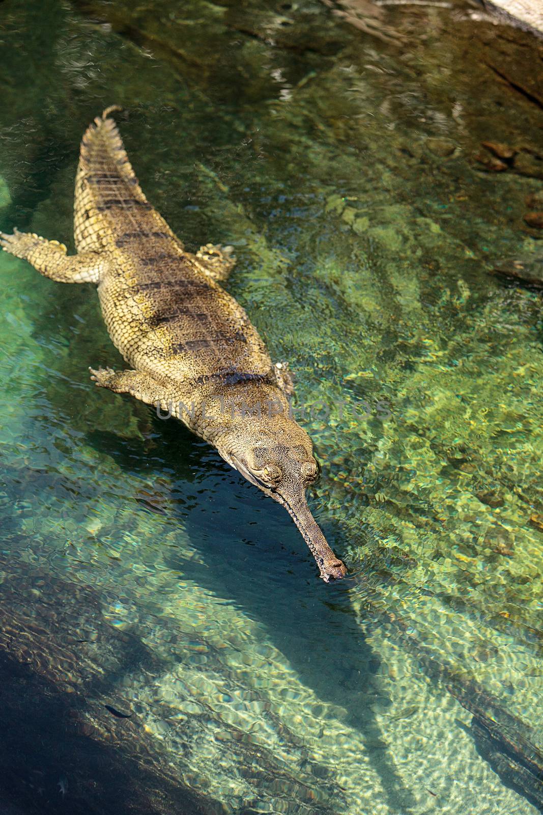 Gharial are found in India and Nepal and are scientifically known as Gavialis gangeticus.