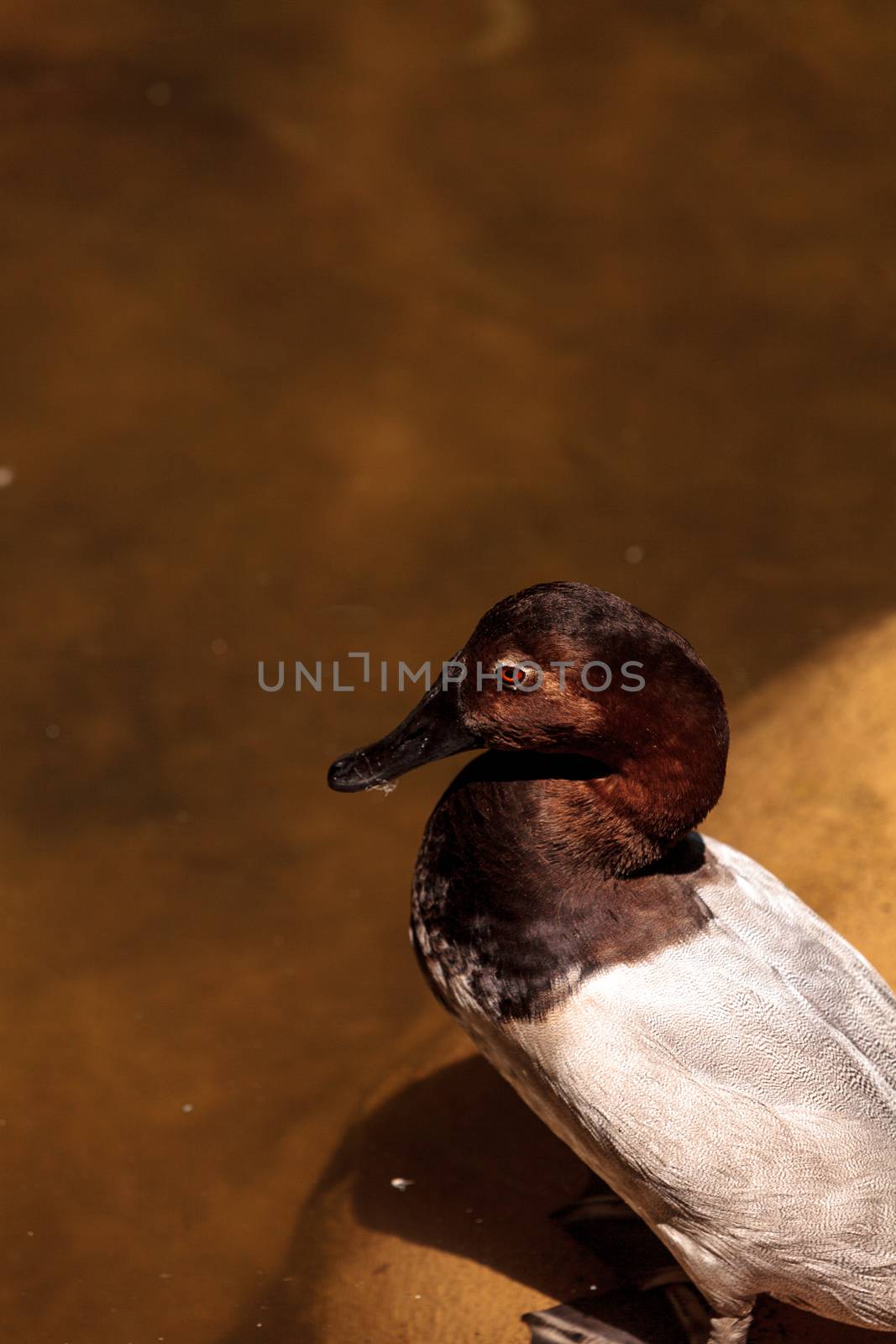 Redhead duck called Aythya Americana swimming in a marsh or lake in North America