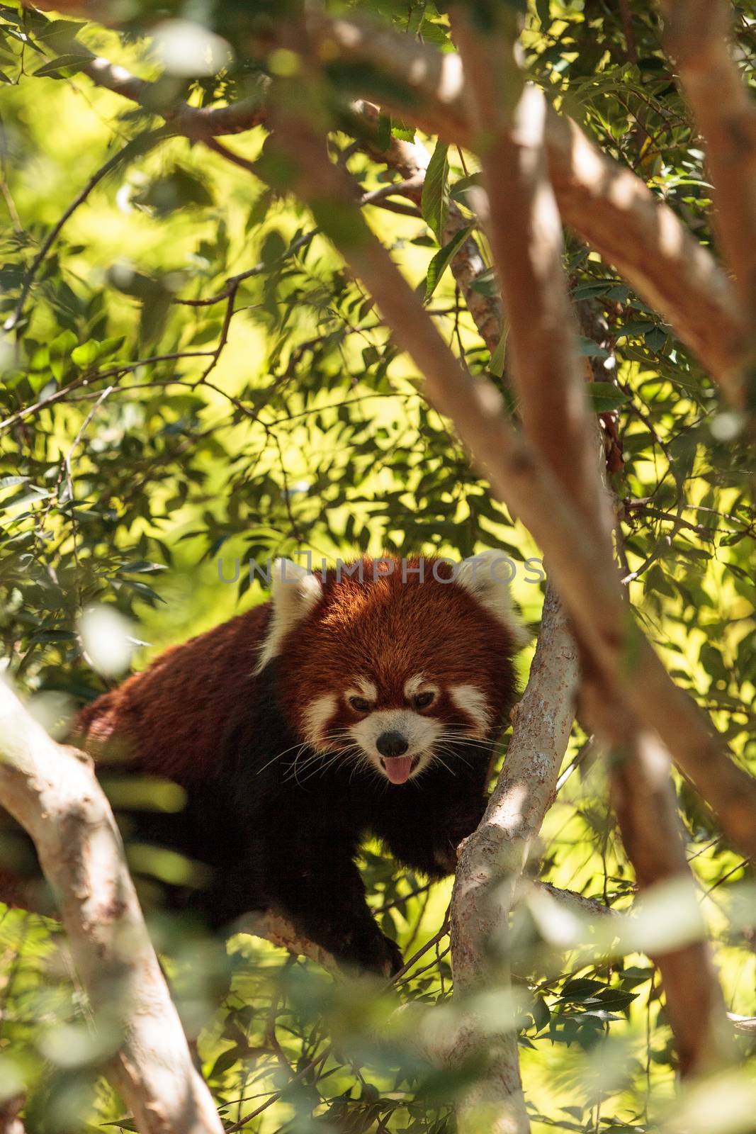 Red panda Ailurus fulgens by steffstarr