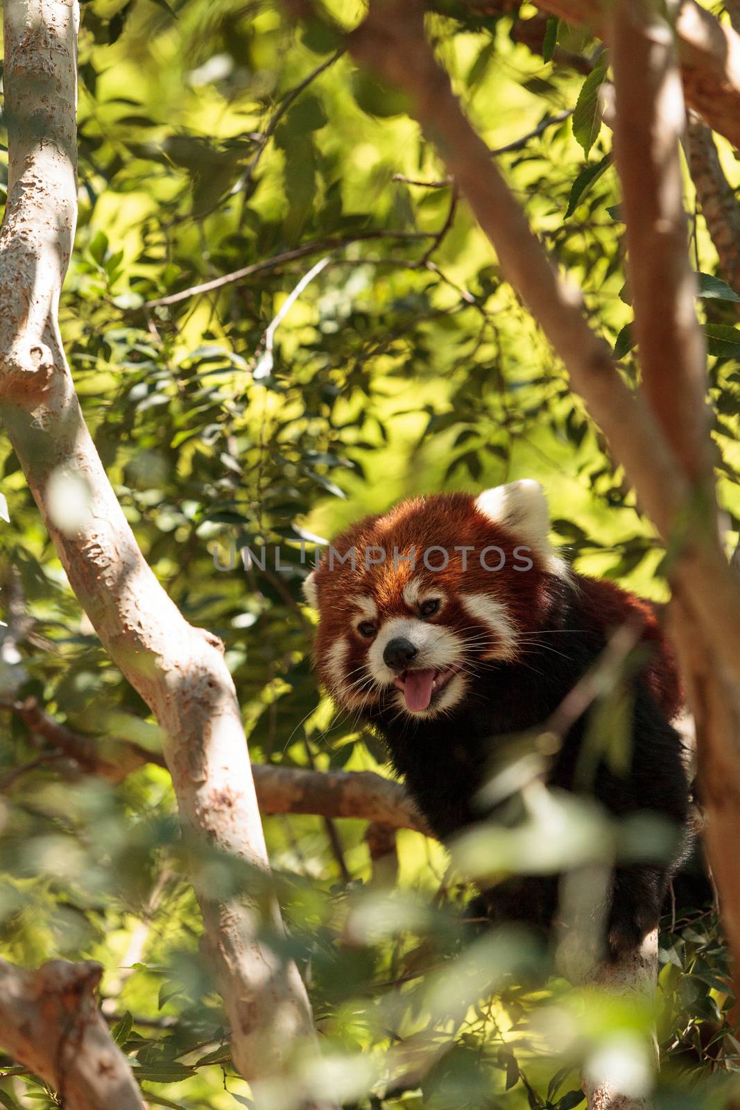 Red panda Ailurus fulgens by steffstarr