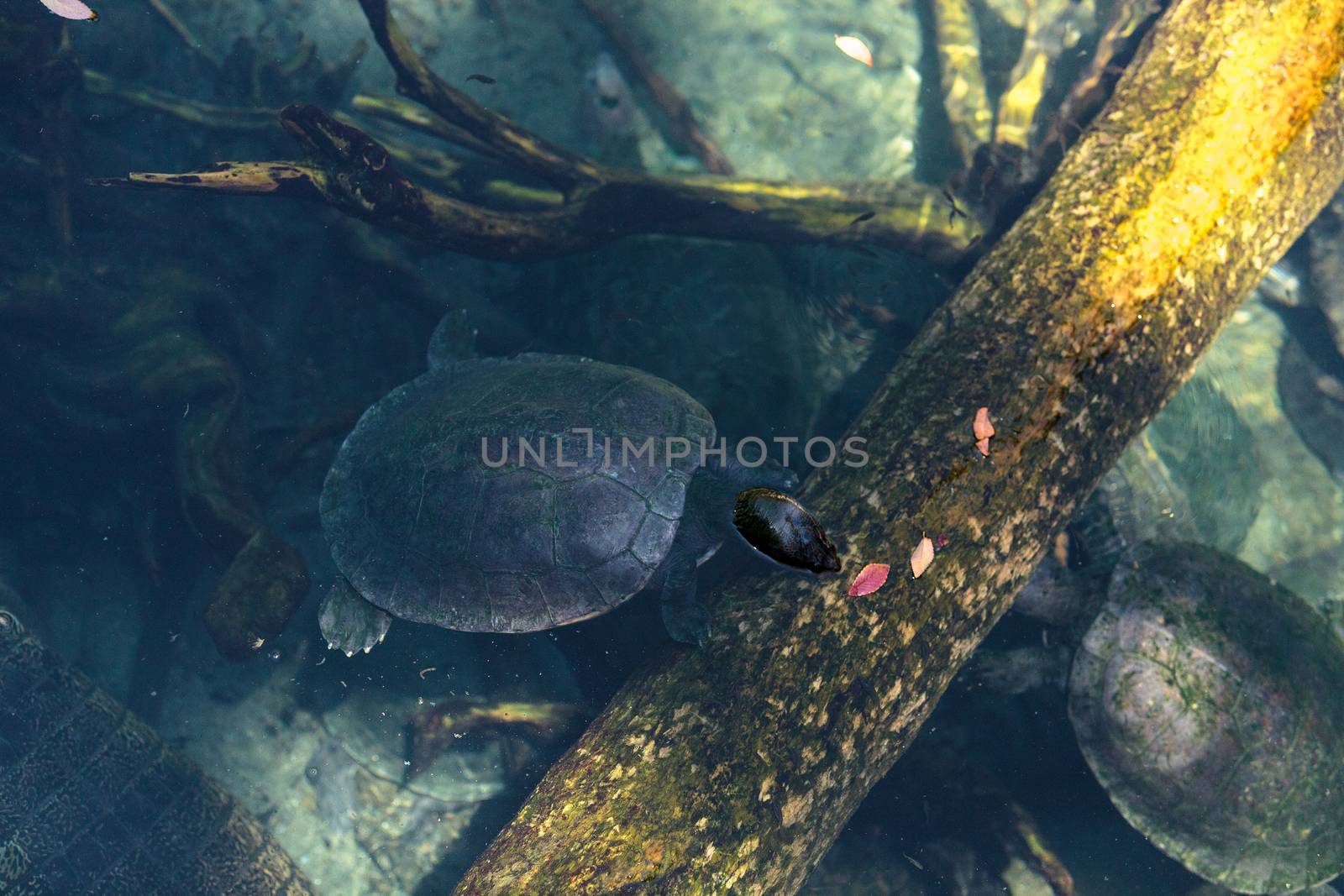 Northern river terrapin turtle called Batagur baska by steffstarr