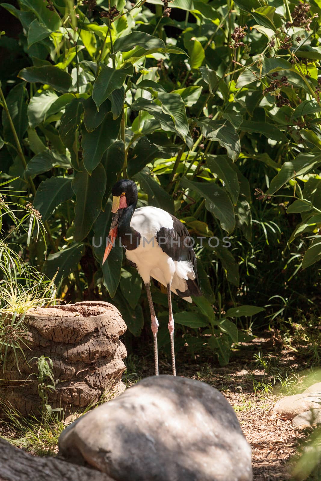 Saddle-billed stork bird Ephippiorhynchus senegalensis is found in the wetlands of central Africa