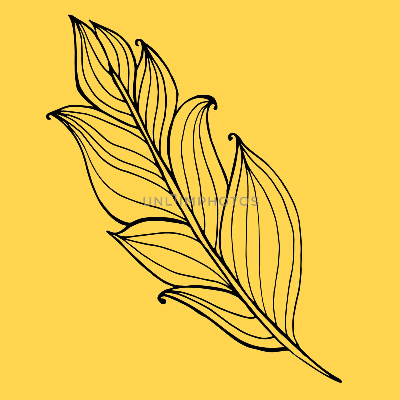 Hand drawn doodle zentangle feather isolated from background. Black and white illustration.