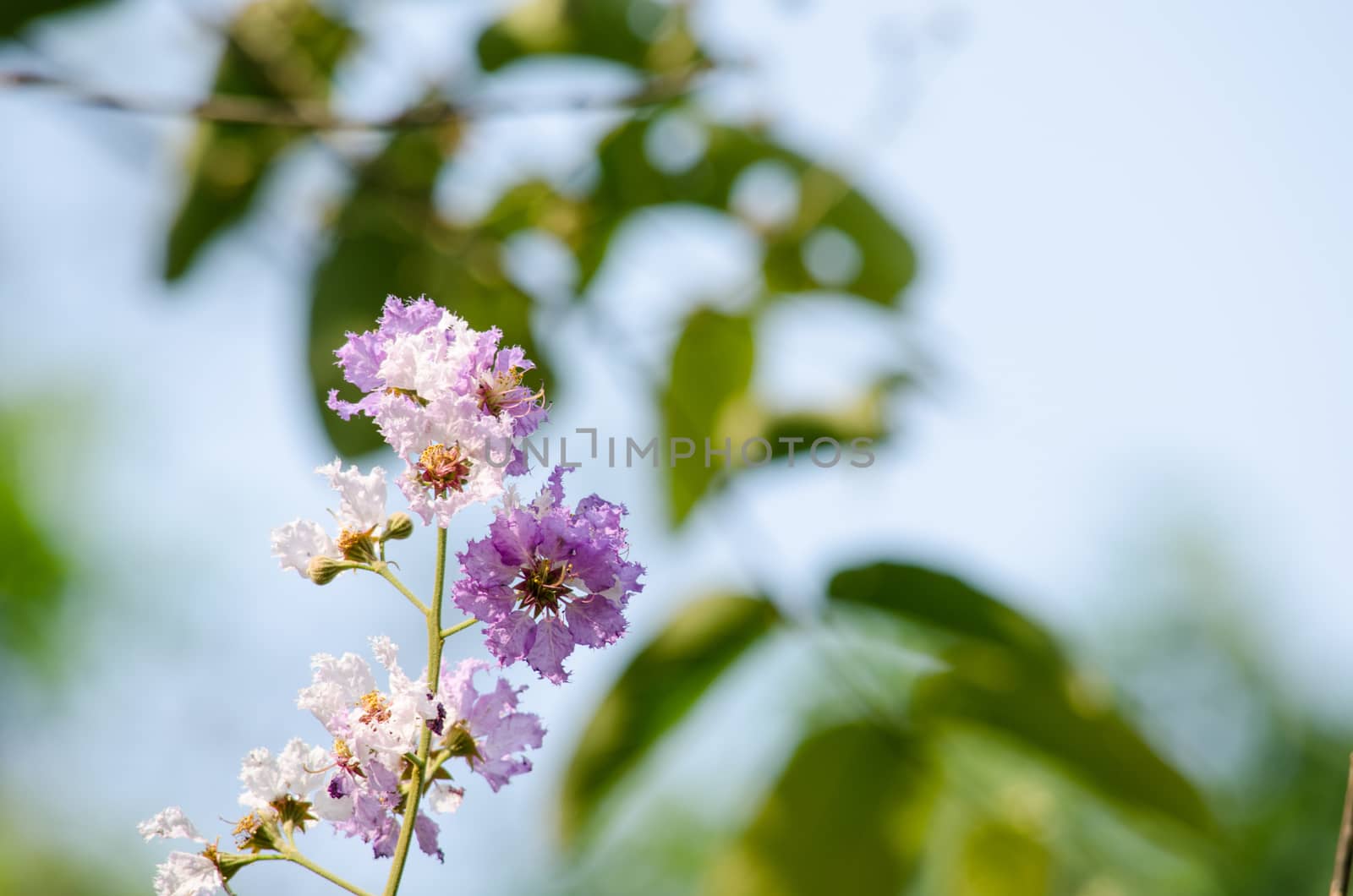 Lagerstroemia calyculata  is derived from its very characteristic mottled flaky bark.
It is a species of flowering plant in the Lythraceae family and found in Southeast Asia and Oceania.
it is quite common as a decorative tree in the parks of Thailand