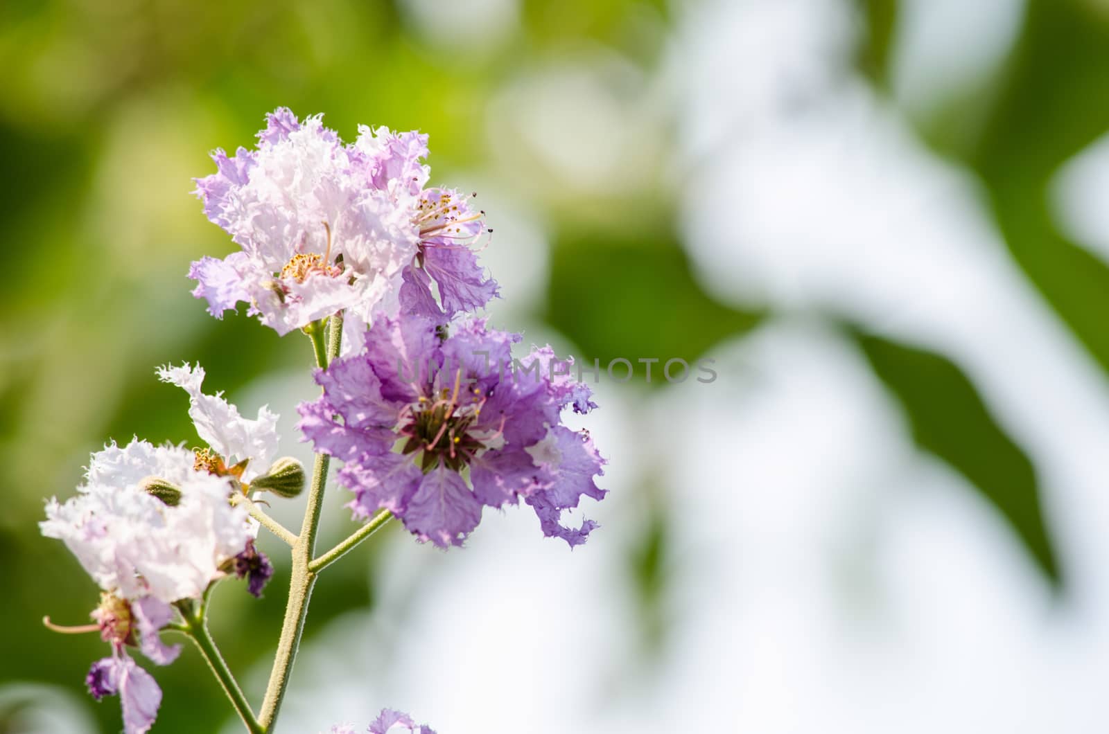 Lagerstroemia calyculata  is derived from its very characteristic mottled flaky bark.
It is a species of flowering plant in the Lythraceae family and found in Southeast Asia and Oceania.
it is quite common as a decorative tree in the parks of Thailand