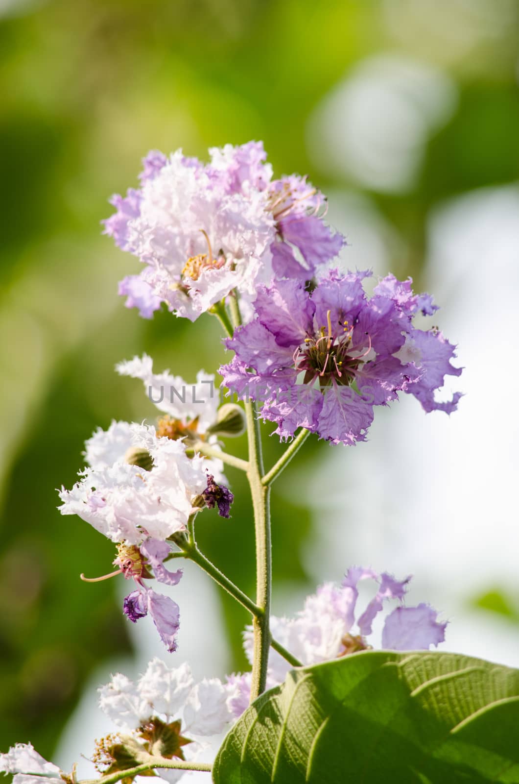 Lagerstroemia calyculata  is derived from its very characteristic mottled flaky bark.
It is a species of flowering plant in the Lythraceae family and found in Southeast Asia and Oceania.
it is quite common as a decorative tree in the parks of Thailand