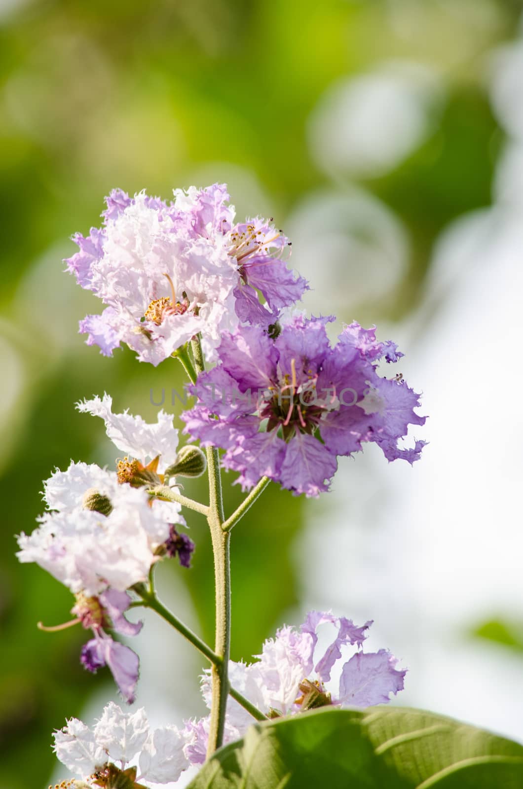 Lagerstroemia calyculata  is derived from its very characteristic mottled flaky bark.
It is a species of flowering plant in the Lythraceae family and found in Southeast Asia and Oceania.
it is quite common as a decorative tree in the parks of Thailand