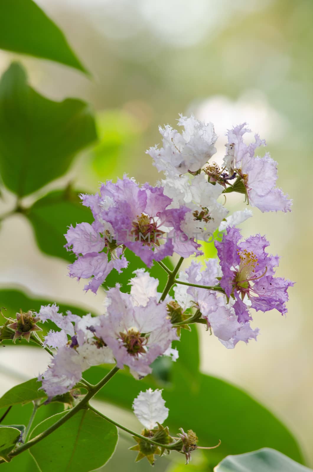 Lagerstroemia calyculata  is derived from its very characteristic mottled flaky bark.
It is a species of flowering plant in the Lythraceae family and found in Southeast Asia and Oceania.
it is quite common as a decorative tree in the parks of Thailand