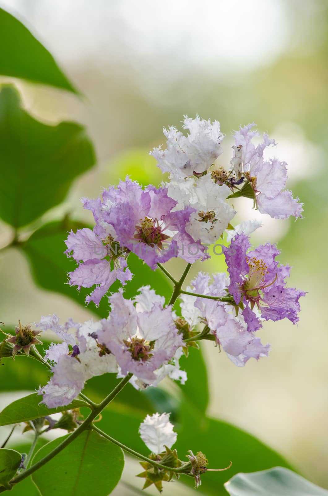 Lagerstroemia calyculata  is derived from its very characteristic mottled flaky bark.
It is a species of flowering plant in the Lythraceae family and found in Southeast Asia and Oceania.
it is quite common as a decorative tree in the parks of Thailand