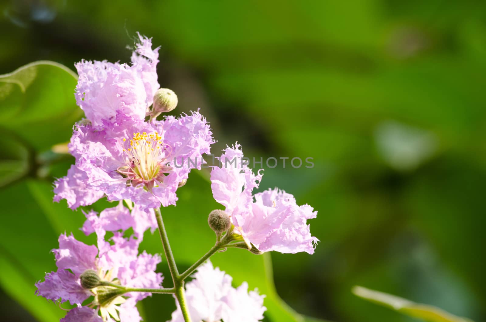 Lagerstroemia calyculata  is derived from its very characteristic mottled flaky bark.
It is a species of flowering plant in the Lythraceae family and found in Southeast Asia and Oceania.
it is quite common as a decorative tree in the parks of Thailand