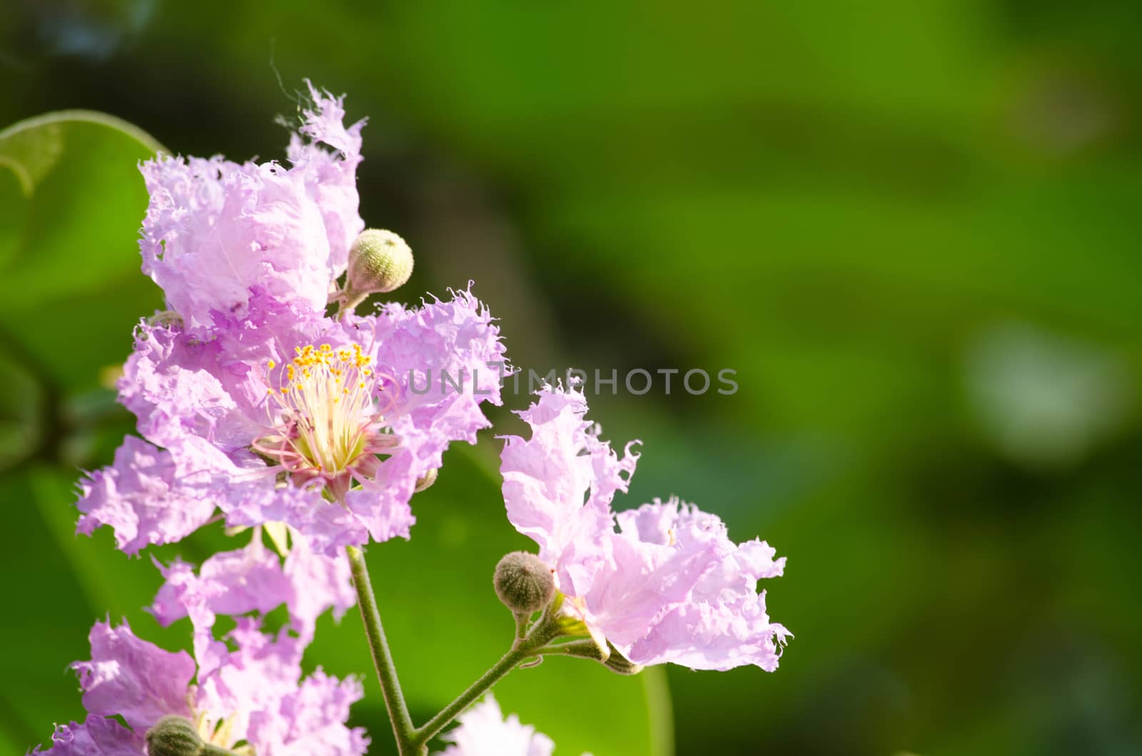 Lagerstroemia calyculata  is derived from its very characteristic mottled flaky bark.
It is a species of flowering plant in the Lythraceae family and found in Southeast Asia and Oceania.
it is quite common as a decorative tree in the parks of Thailand