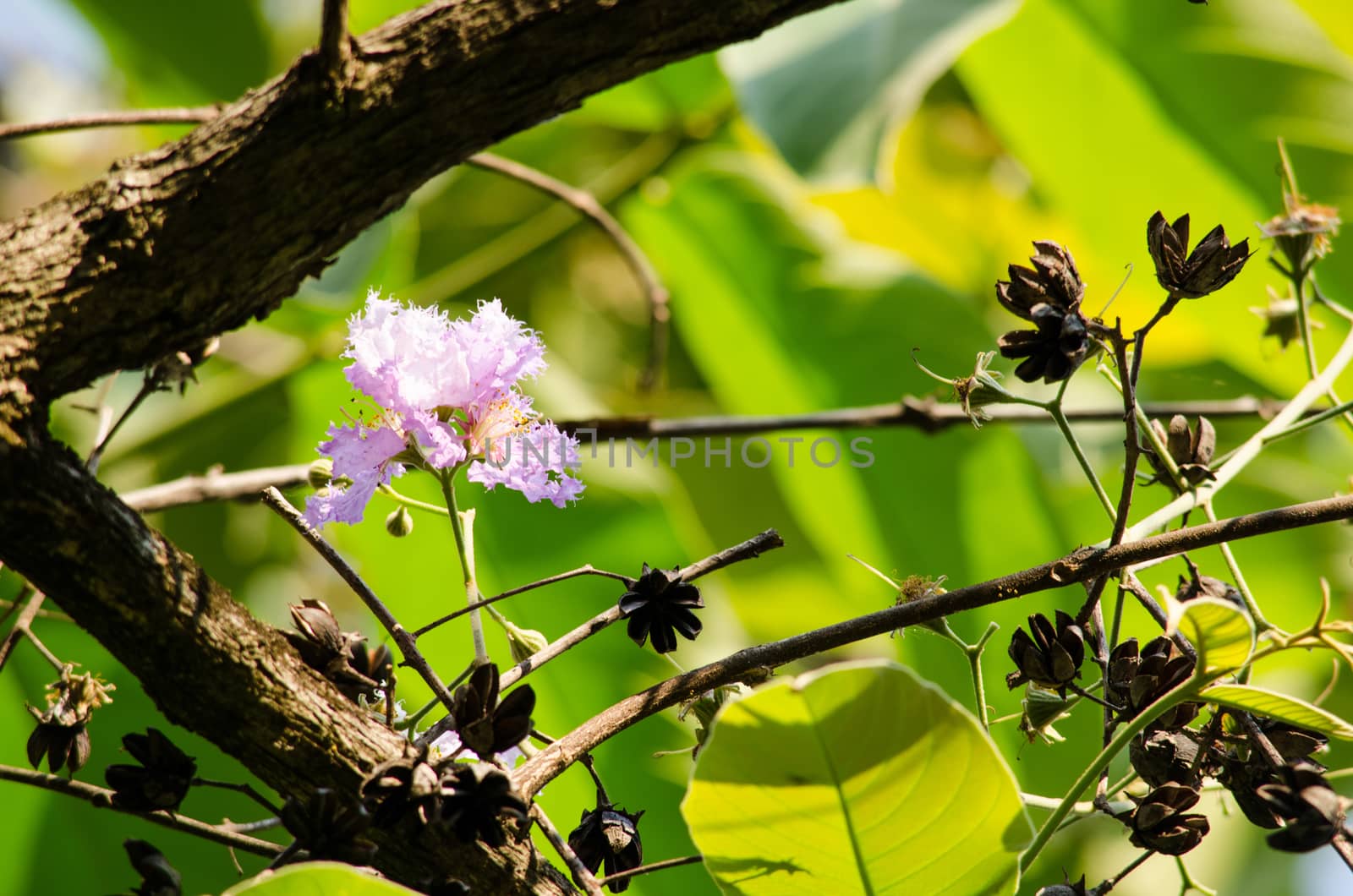 Lagerstroemia calyculata  is derived from its very characteristic mottled flaky bark.
It is a species of flowering plant in the Lythraceae family and found in Southeast Asia and Oceania.
it is quite common as a decorative tree in the parks of Thailand