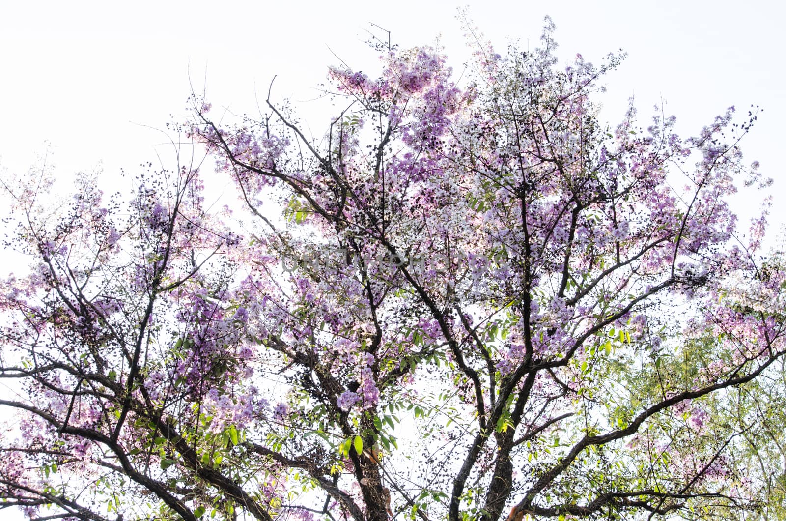 Lagerstroemia calyculata  is derived from its very characteristic mottled flaky bark.
It is a species of flowering plant in the Lythraceae family and found in Southeast Asia and Oceania.
it is quite common as a decorative tree in the parks of Thailand