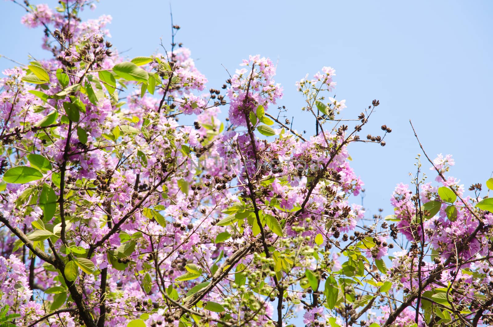 Lagerstroemia calyculata  is derived from its very characteristic mottled flaky bark.
It is a species of flowering plant in the Lythraceae family and found in Southeast Asia and Oceania.
it is quite common as a decorative tree in the parks of Thailand