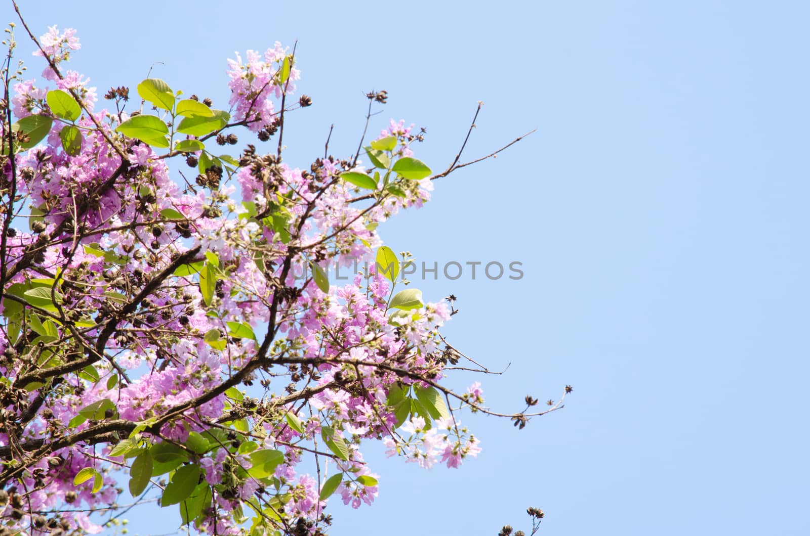 Lagerstroemia calyculata  is derived from its very characteristic mottled flaky bark.
It is a species of flowering plant in the Lythraceae family and found in Southeast Asia and Oceania.
it is quite common as a decorative tree in the parks of Thailand