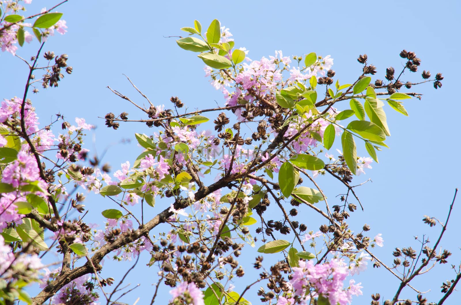 Lagerstroemia calyculata  is derived from its very characteristic mottled flaky bark.
It is a species of flowering plant in the Lythraceae family and found in Southeast Asia and Oceania.
it is quite common as a decorative tree in the parks of Thailand