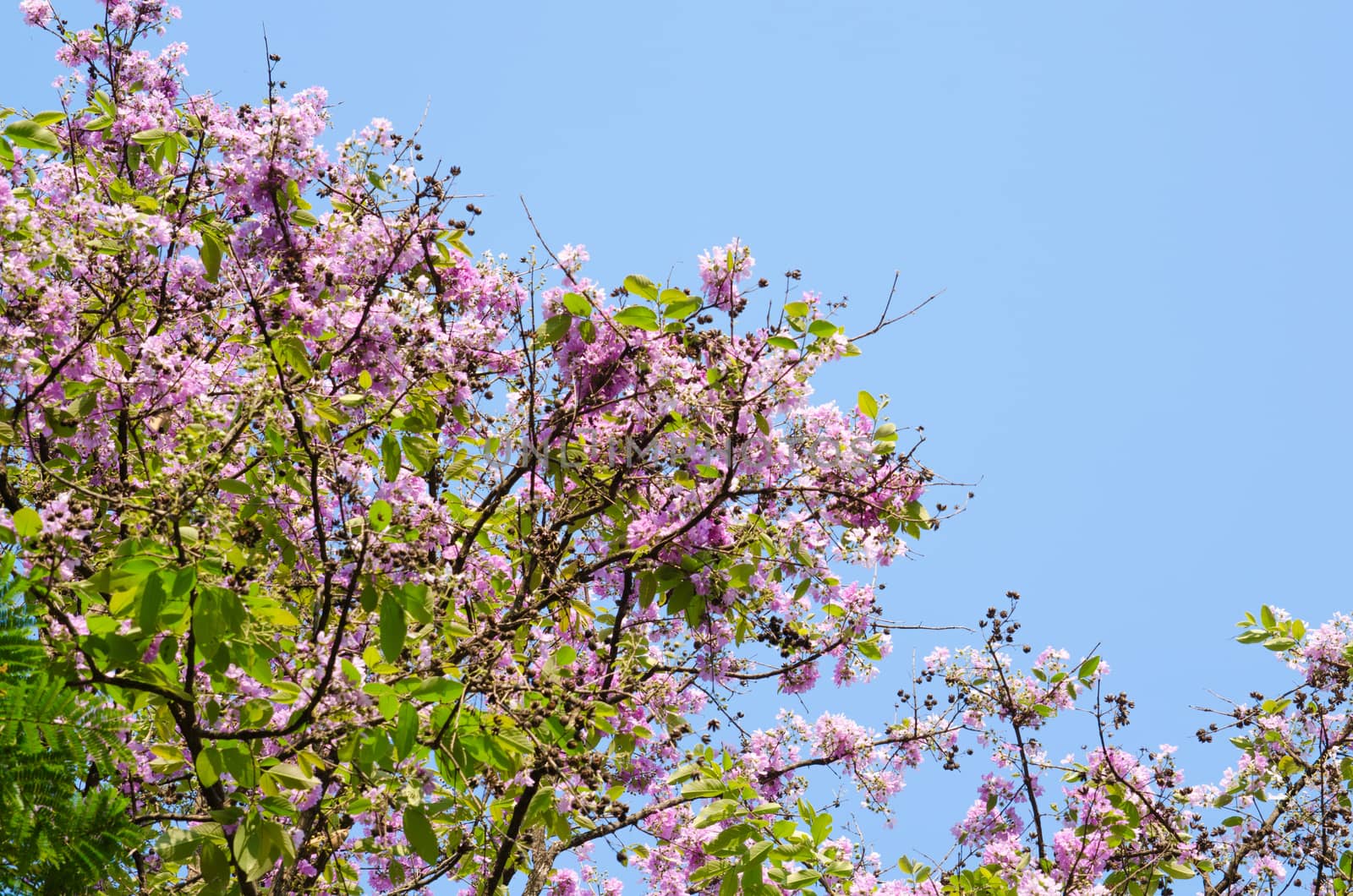 Lagerstroemia calyculata  is derived from its very characteristic mottled flaky bark.
It is a species of flowering plant in the Lythraceae family and found in Southeast Asia and Oceania.
it is quite common as a decorative tree in the parks of Thailand